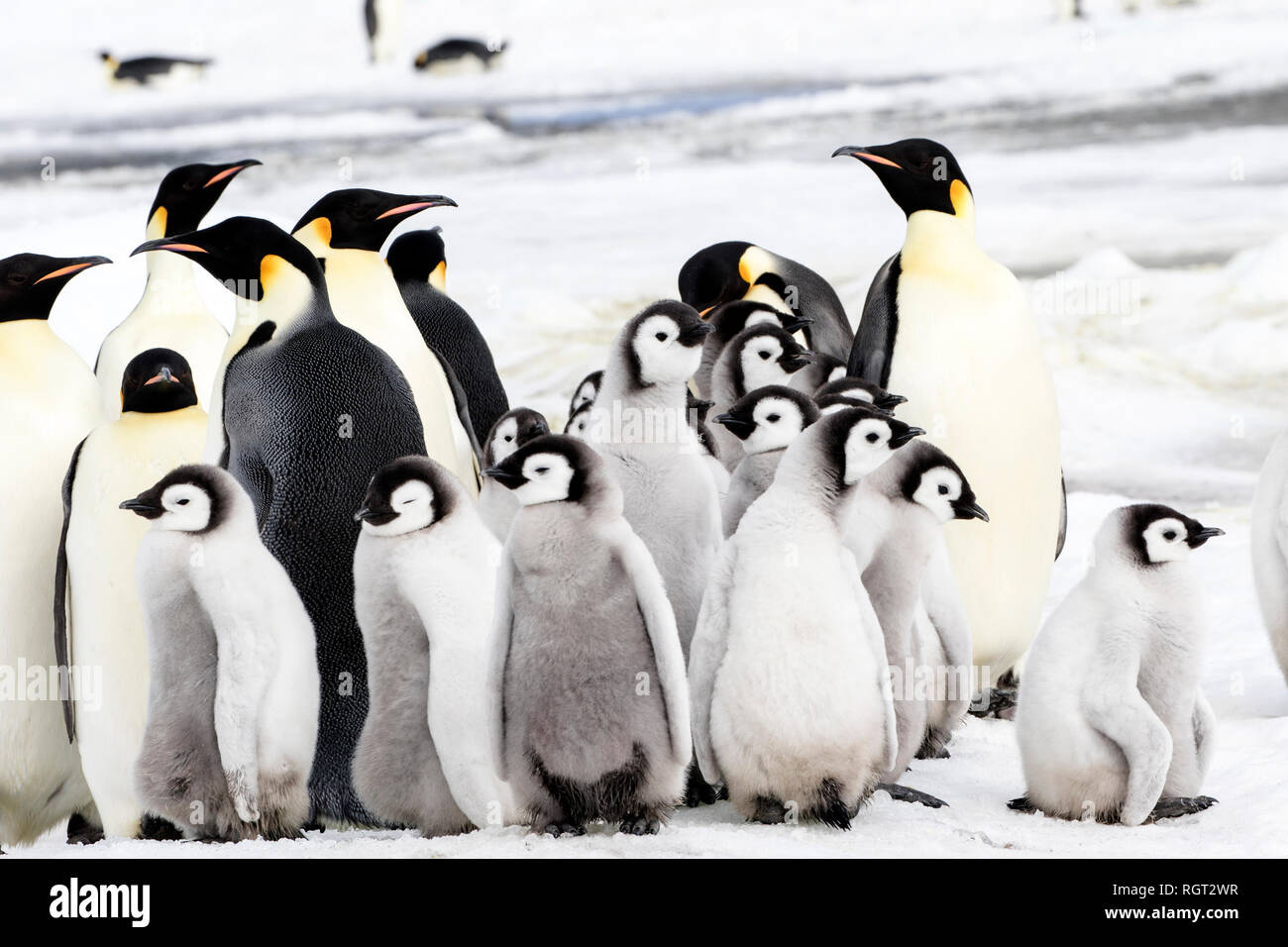 Kaiserpinguine (Aptenodytes forsteri), der größten Pinguin Arten, ihre Küken auf Eis auf Snow Hill Island in der Antarktis Stockfoto