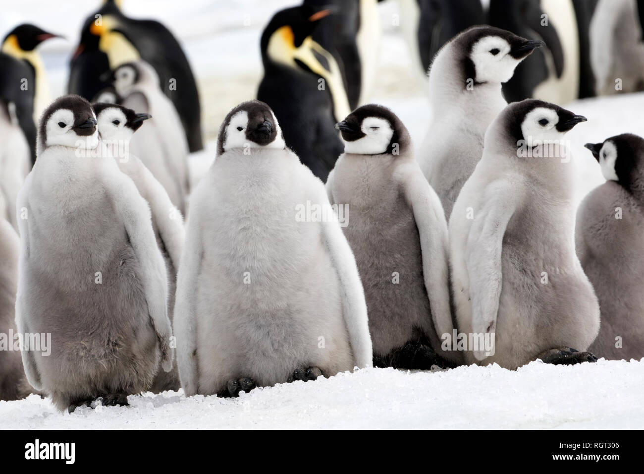 Adorable Kaiserpinguine (Aptenodytes forsteri) Küken auf Eis auf Snow Hill Island in der Antarktis Stockfoto