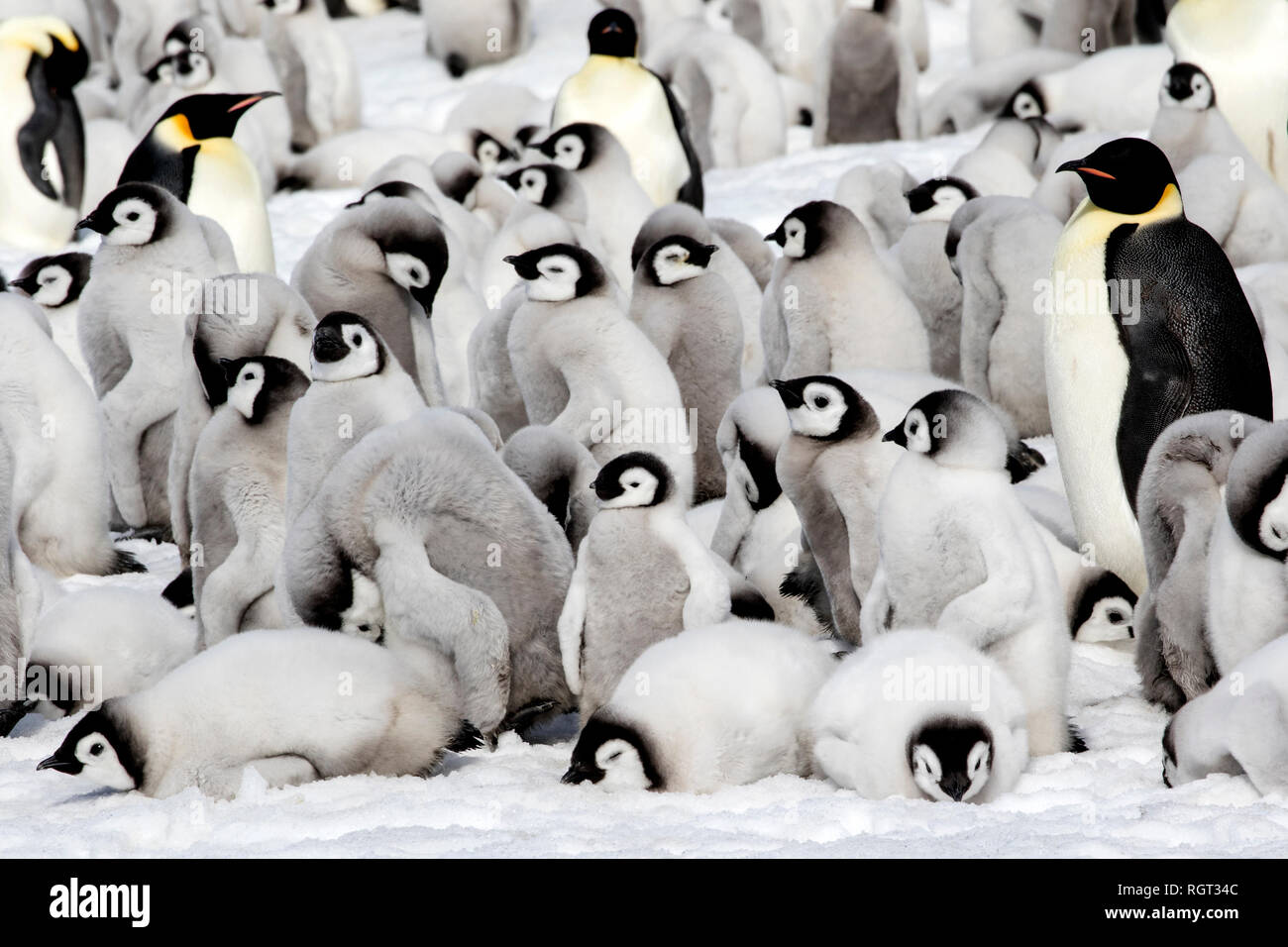 Adorable Kaiserpinguine (Aptenodytes forsteri) Küken auf Eis auf Snow Hill Island in der Antarktis Stockfoto