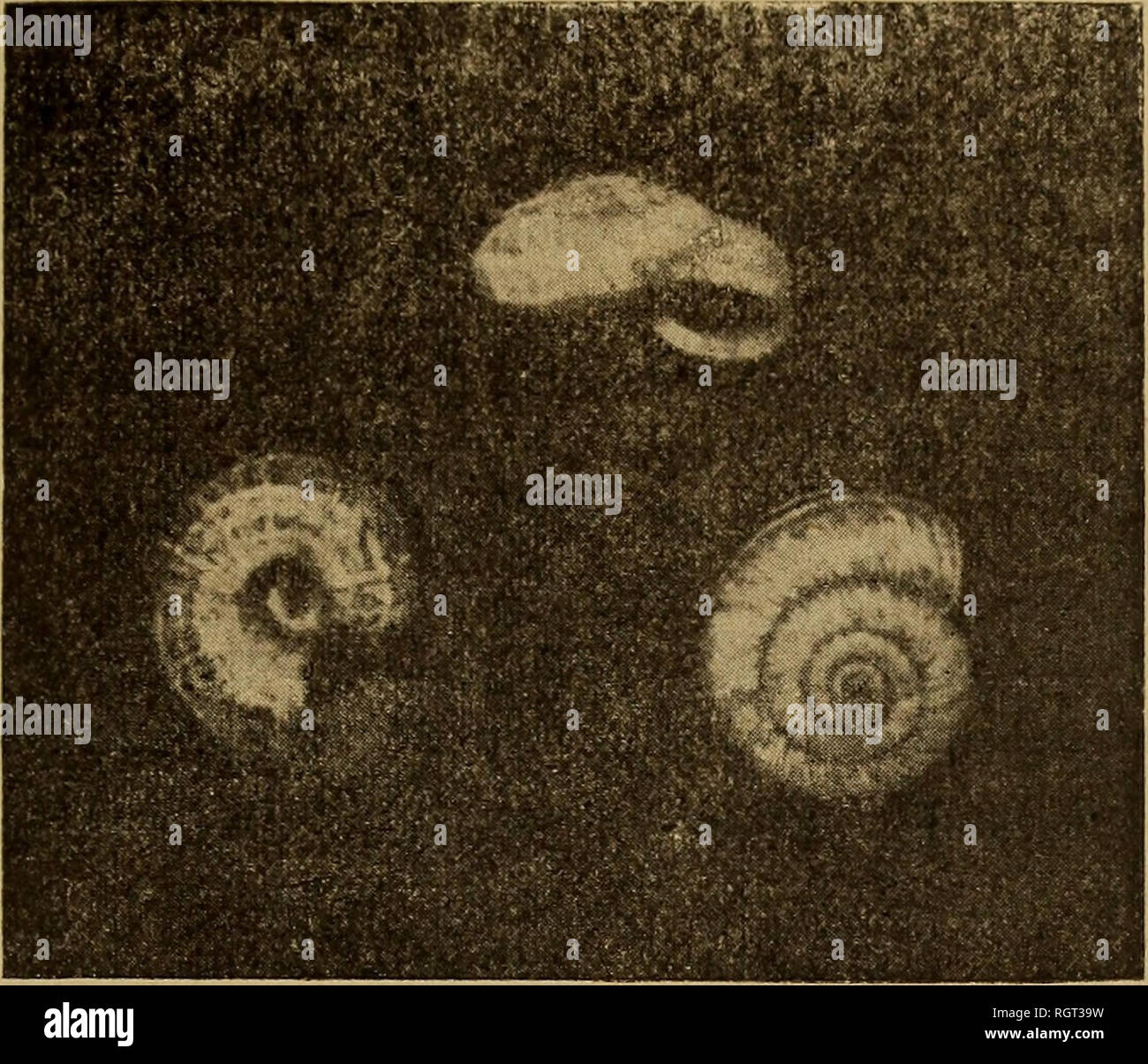 . Bulletin de la SociÃ©tÃ© zoologique de France. Zoologie. SÃANCE DU 13 MAT 1910 121 Besitzstand ainsi de Ã © chantillons bien caractÃ©risÃ©s de cette Espò ¨ ce qui, d'Après-ski-l'Ã©tiquette, Avait Ã©tÃ© recueillis Ã Tlemcen, au Sud. Abb. 1. Â HÃ©lix Gouini. De Beaux de la Province d'Oran, et je puis aujourd'hui en Gleichrichter la Description et de Donner la Photographie. HÃ©lix Gouini Debeaux Coquille Dekor primÃ©e, trÃ¨s lÃ©gÃ¨rement conique, un peu bombÃ©e en Dessous; 6 Touren trÃ¨s peu Convexes, Ã croissance rapide À partir du troisiÃ¨me Tour; le Letzte arrondi, quelquefois Brus-quement Dekor Clive; chirurgisches Nahtmaterial Stockfoto