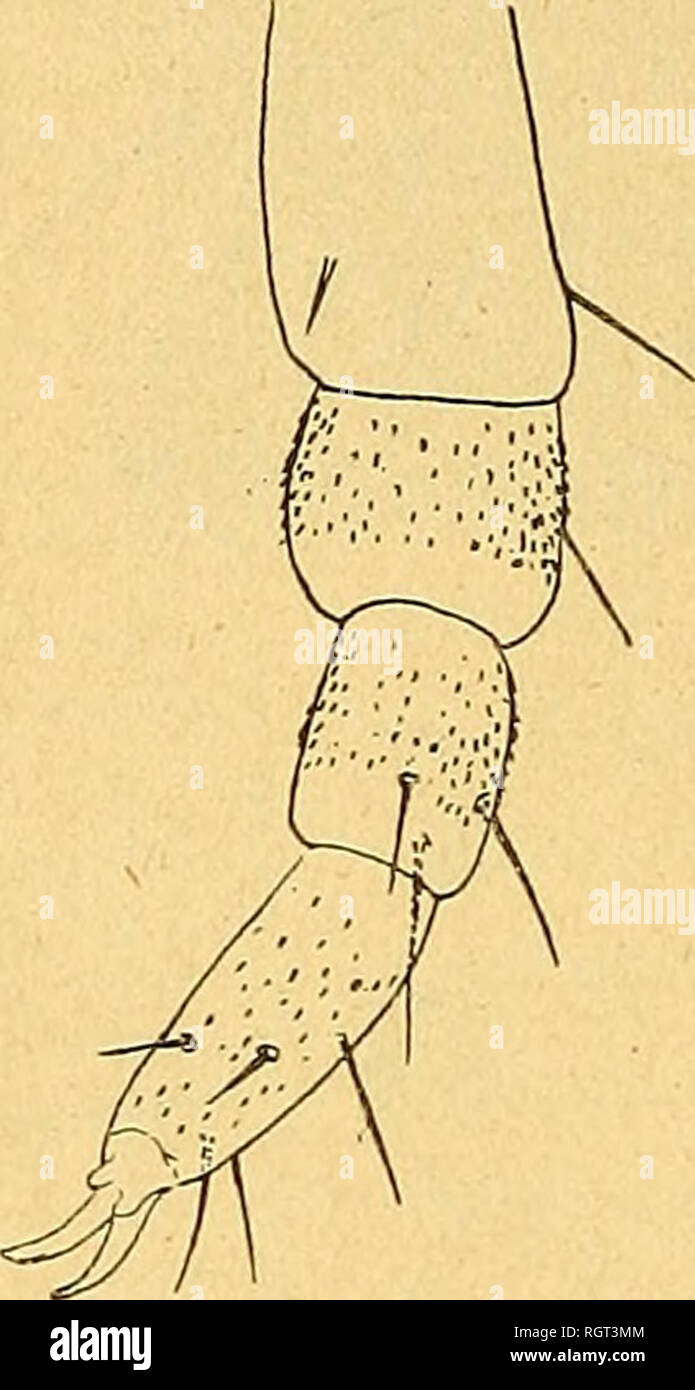 . Bulletin de la Société d'histoire naturelle de Toulouse. Natural History. 80 "H. RIBAUT et plus écartés. La Surface du Tergite, Sauf sur les bandes Chi - grossièrement granuleuse tineuses, est comme les Parteien pleu - rales et ne paraît pas plus chitinisée qu'elles. Les autres Tergite présentent des Rudiments d'écussons Für - Més chacun par Deux latérales Plaques, en ovale allongé longi - fortement chitinisées tudinalement, plus que le Reste des tégu -. Bitte beachten Sie, dass diese Bilder aus gescannten Seite Bilder, die digital für die Lesbarkeit verbessert haben mögen - Färbung und App extrahiert werden Stockfoto