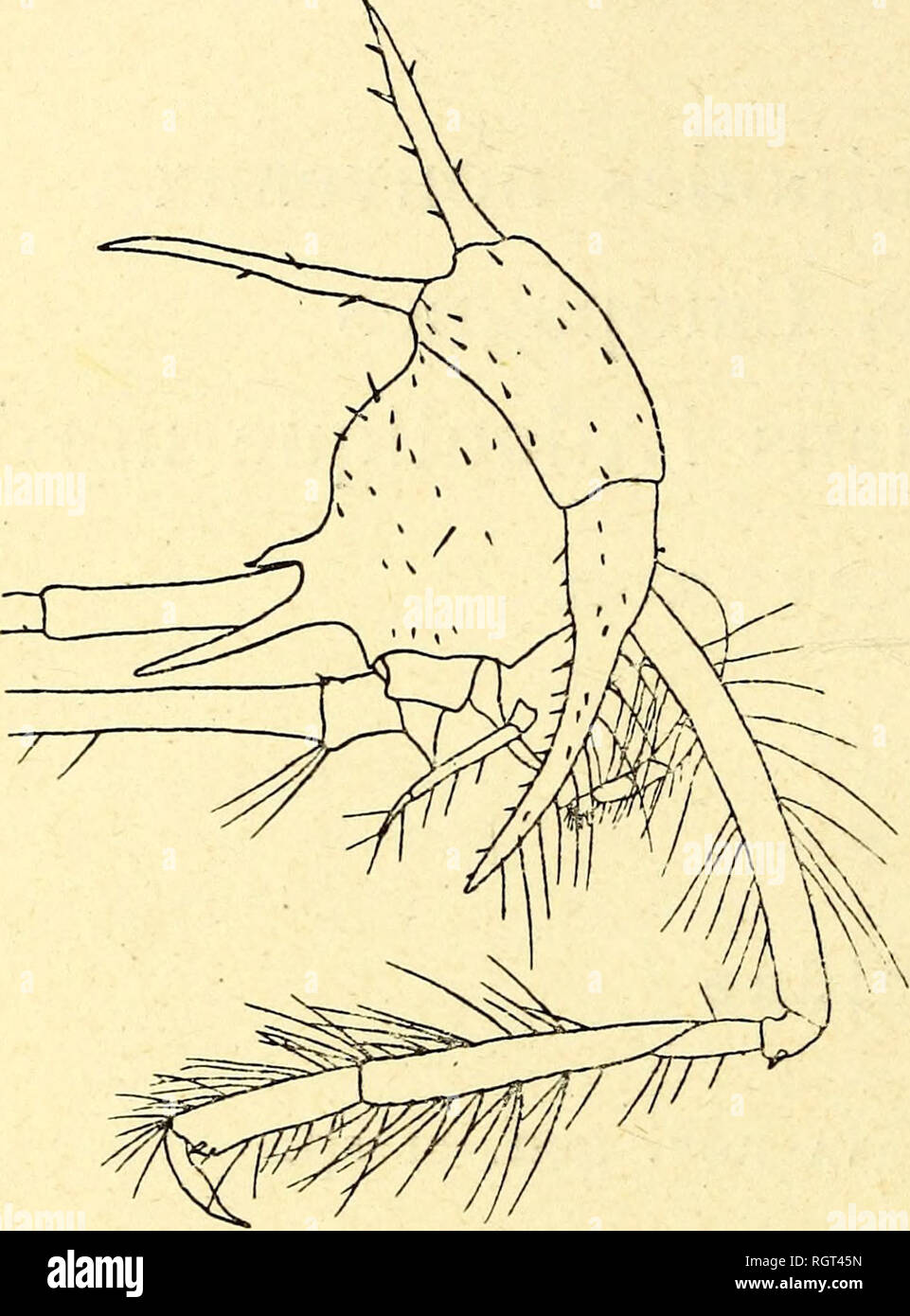. Bulletin de l'Institut ocÃ© anographique. Ozean. TÃ¨te (Les Dents distales nicht umfasst) Aussi longue que l'en-semble des Deux premiers Segmente du mÃ©sosome; rostre Petit, brusquement coudÃ©, aigu Ã¤l'extrÃ©mitÃ©, accompagnÃ©, de chaque Côté tÃ©, par une Dent interantennale, grÃªle et aiguÃ", atteignant les deux Tiers de la Lon-gueur de la tÃªte. Plaketten coxales I et II affectant La forme d'une dent aiguÃ", beaucoup plus Haute que les Segmente correspondants. Plaketten coxales III, IV et V plus Petites, fourchues, La dent antÃ©rieure Ã©tant beaucoup plus Longue que la dent postÃ © rieure. Pla Stockfoto