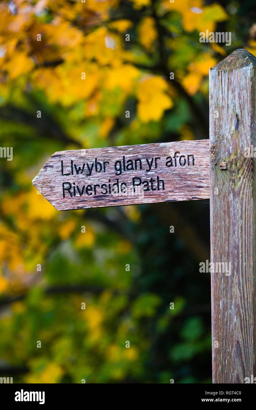 Eine alte weatheredwooden finger Post mit zweisprachigen walisischen und englischen Wörtern für Llwybr Glan Yr Afon/Uferweg, mit Herbst Blätter im Hintergrund. Wales UK Stockfoto