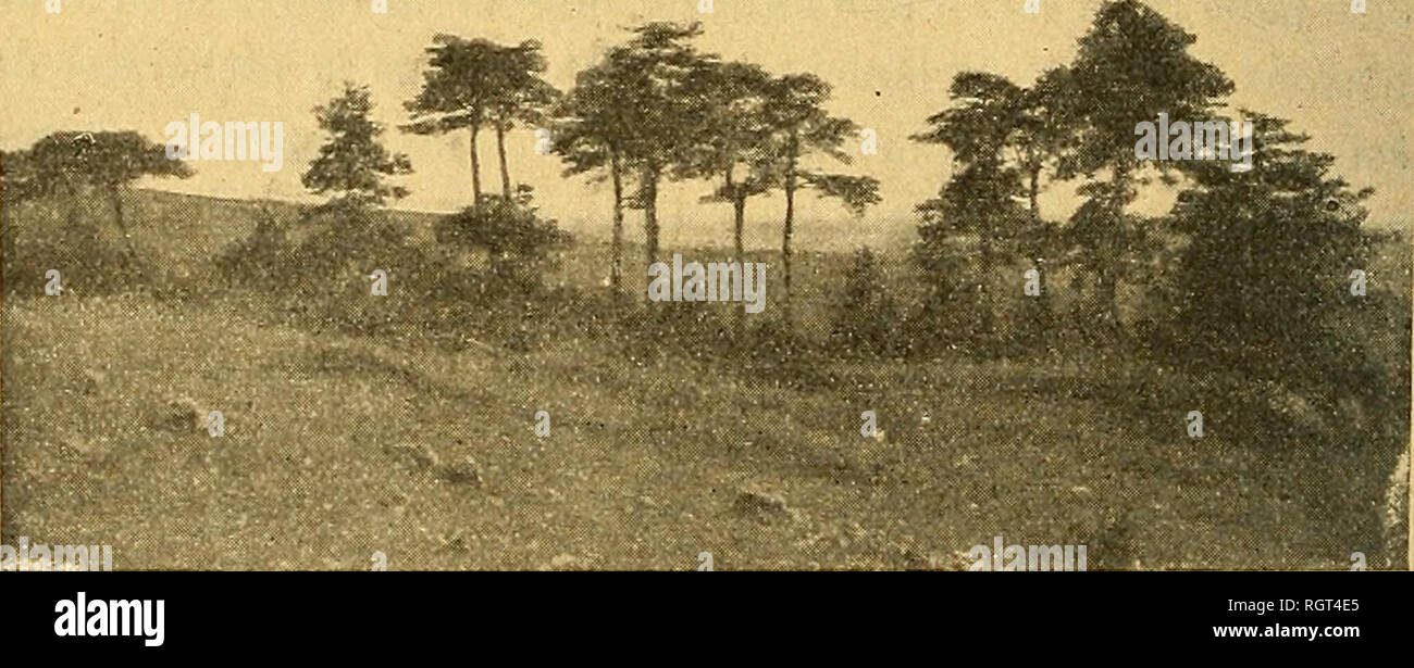 . Bulletin de la SociÃ©tÃ© d'histoire naturelle de Toulouse. Natural History. Abb. Abb. k. Planche IL â Hochebenen. Abb. 3. "Le Causse Noir à Saint-Jean de Balmes; affleurements de Dolomie, rÃ©gion Dekor boisÃ©e F./(. Â EINRICHTUNG bris d'un Bois de Piniis Silvestris; sur la Pelouse, traÃ® nÃ©es d'Arbiitus Uva-Ursi L.. Bitte beachten Sie, dass diese Bilder sind von der gescannten Seite Bilder, die digital für die Lesbarkeit verbessert haben mögen - Färbung und Aussehen dieser Abbildungen können nicht perfekt dem Original ähneln. extrahiert. SociÃ©tÃ© d'histoire naturelle de Toulouse. Toulouse, FacultÃ© des Sc Stockfoto