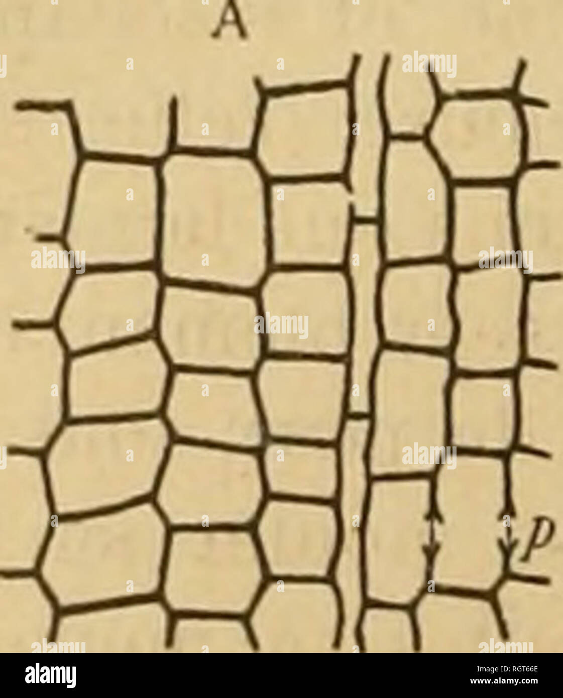 . Bulletin biologique de la France et de la Belgique. Biologie; Natural History. 578. T. VESQUE. "LA SÃVE ASCENDANTE À 0" OOo de dislance et qu'on les Touche à la Partie infÃ©rieure avec de l'eau Libre, l'eau s'introduit outre Elles par capillaritÃ © et les deux Plaketten se rappro - chent Tune de l'autre d'une quantitÃ© mesurahle. Oriquement mÃªme le ThÃ©phÃ©nomÃ ¨ ne se produit dans un-Rohr Rohr capillaire: ce se rÃ©trÃ©cit Pen-ter que l'eau Monte. La rigiditÃ © des parois du Vase ou du corps poreux quelconque ne saurait en aucune Fassade § von Servir à la capillaritÃ caractÃ©Riser © vis-à-vis de Stockfoto