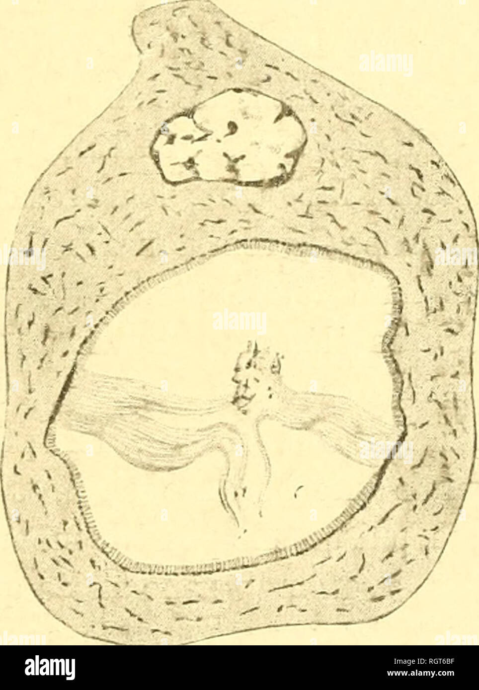 . Bulletin biologique de la France et de la Belgique. Biologie; Natural History. W!.V1'K) X CUF. t I KS INFI'S OIHES flII. IKS 31 surmontÃ'o par une sorlo Tun cil qui's prÃ Eule un ceutrosomeÃ sabaso; O. Vax dkr Stricht (1009) eine Monti-Ã' que los collules du neui'O-Ã © liuni olfaclIT pitliÃ' s (mU Ã'galouieut pourvues d'un-cil unbeweglich situÃ© au-dessus du corpuscule centrai. La Bordüre eu Brosse de cellules quehpies Ã © © pithÃ liales s (Miible bien Ãªtre (b^ Natur mÃªme que le revÃªtement ciliaire, quoi (iuc YiGNON (1001) ait voulu en faire un "appareil pariÃªlal protecteur", Formation tout à lait SPÖ © Stockfoto