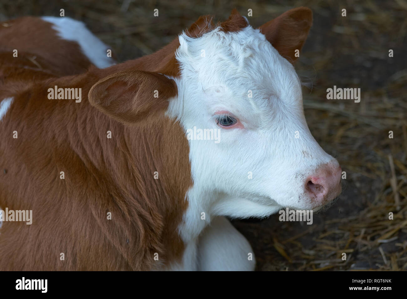 Nahaufnahme des Ungarischen Kuh Rasse Kalb Stockfoto