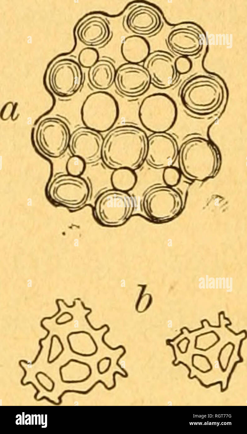 . Bulletin biologique de la France et de la Belgique. Biologie; Natural History. Les Plaques calcaires, tuberculeuses, n'ont, Sauf quelques Exceptions, que Quatre ori-vertretungsbüros et leur forme est oblon-gue (Abb. 9 a); corbeilles grandes, À-baguettes cal - caires Ã © paisses et Fortes (Abb. 9b); Plaketten radiales Pha-ryngiennes À deux Pointes. C. (Semperia) Lefevrei, Barrois, Atlantique. Les Plaques calcaires, Couvertes de gros Tuberkeln, ont habituelle- huit Öffnungen (Abb. 10 a); Cor-beilles Petites et Dekor licates (Abb. 10 b); Plaketten pharyngiennes radiales à une seule Pointe. C. Plan ci, Br Stockfoto