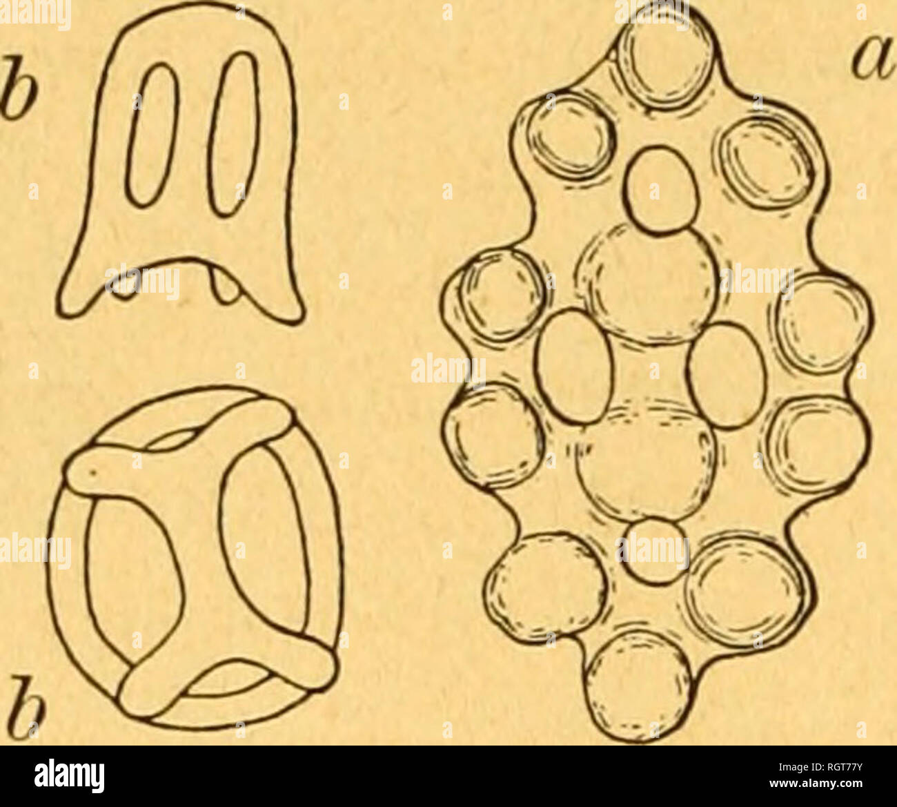 . Bulletin biologique de la France et de la Belgique. Biologie; Natural History. 364 KÅHLER. 12 Fis. 9. Les Plaques calcaires, tuberculeuses, n'ont, Sauf quelques Exceptions, que Quatre ori-vertretungsbüros et leur forme est oblon-gue (Abb. 9 a); corbeilles grandes, À-baguettes cal - caires Ã © paisses et Fortes (Abb. 9b); Plaketten radiales Pha-ryngiennes À deux Pointes. C. (Semperia) Lefevrei, Barrois, Atlantique. Les Plaques calcaires, Couvertes de gros Tuberkeln, ont habituelle- huit Öffnungen (Abb. 10 a); Cor-beilles Petites et Dekor licates (Abb. 10 b); Plaketten pharyngiennes radiales à une seule Stockfoto