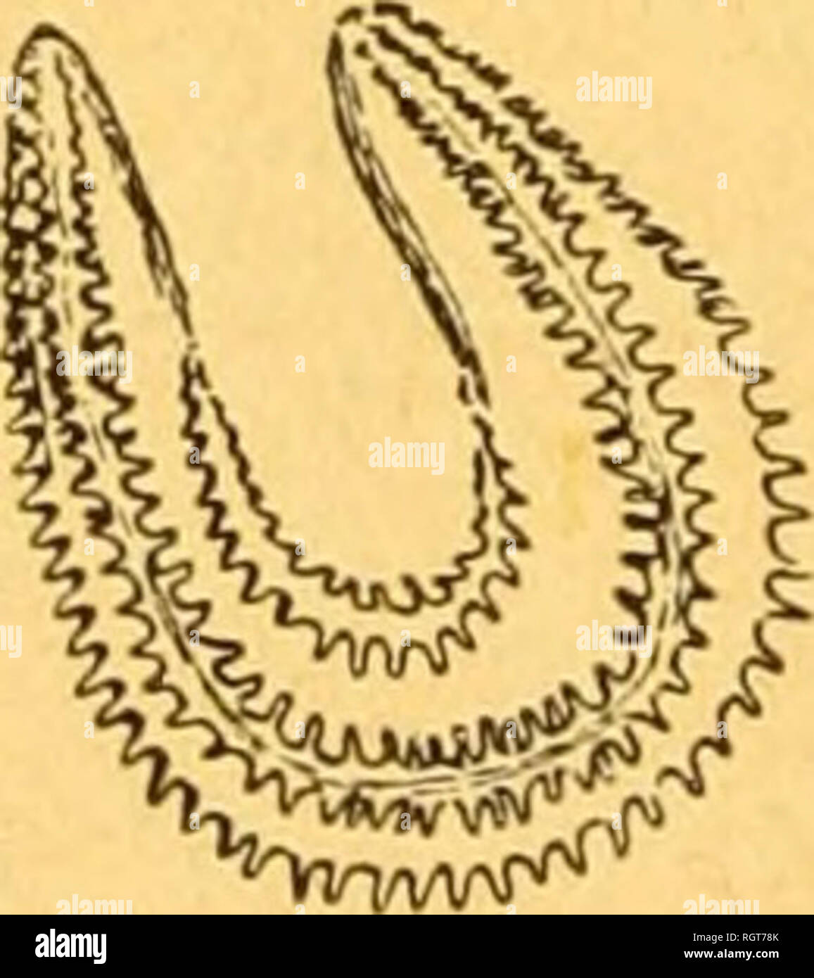 . Bulletin biologique de la France et de la Belgique. Biologie; Naturgeschichte. disposÃ © s en deux rangÃ © es C. tergestina, Sars. MÃ©diterranÃ©e (1). Rohre trÃ¨s nombreux et serrÃ©s, Petits, Gerichte, 7 Korps allongÃ ©; rÃ©gion postÃ © rieure prolongÃ©e en un-pro-Cessus kaudale; Plaketten trÃ¨s Grandes; cercles des corbeilles Wichtige des Dents ou de crÃ©nelures sur leur Bord externe. Abb. 6 C. elongata, Düben et Koren. (Abb. 6). Atlantique; MÃ©diterranÃ©e. Fis. 7. Corps; ascidiforme postÃ mitÃ extrÃ ©©©-rieure raccourcie; Plaques de grosseur Moyenne; Cercle des corbeilles à Bord externe-Lisse ou Po Stockfoto
