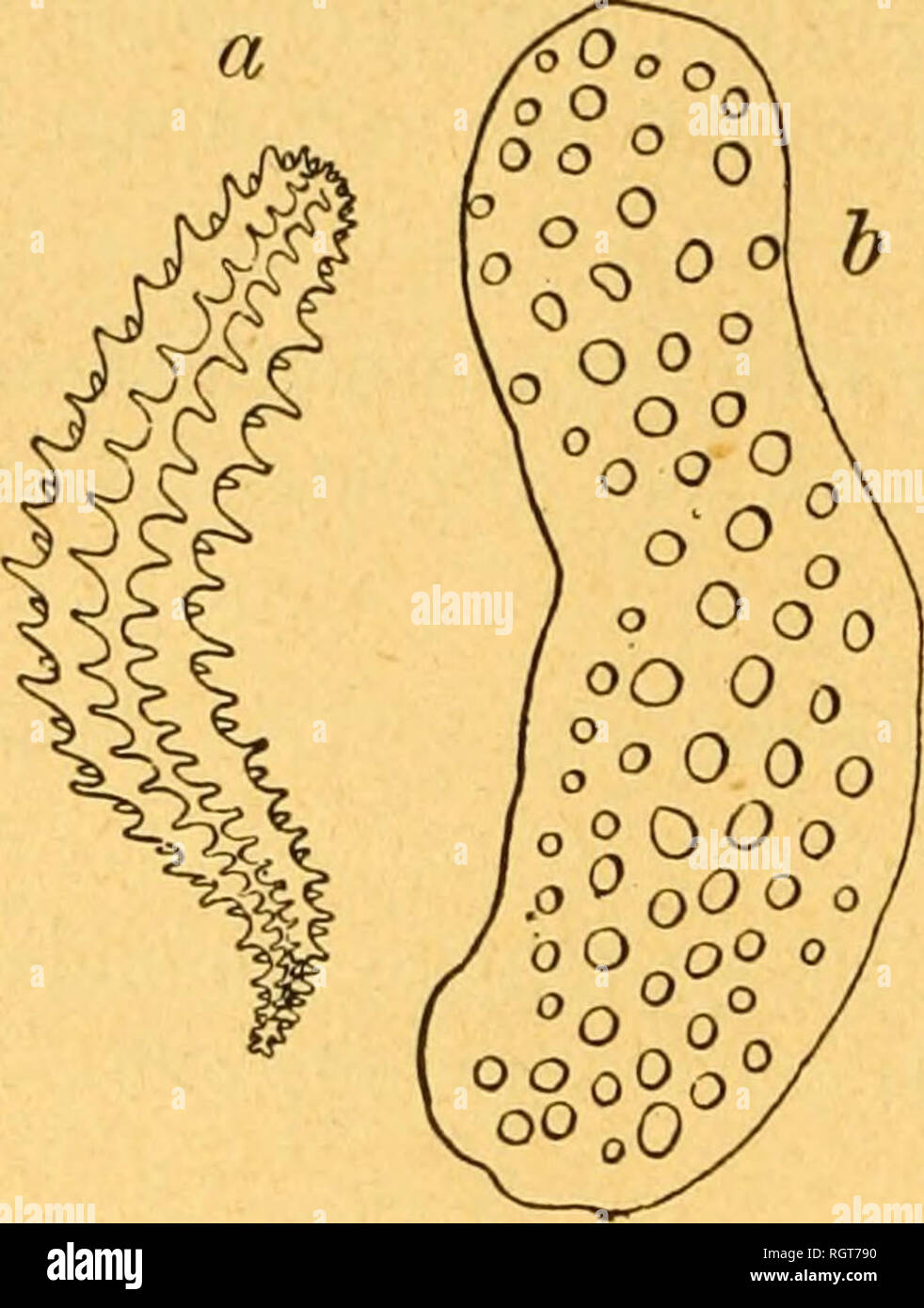 . Bulletin biologique de la France et de la Belgique. Biologie; Natural History. 362 Koehler. /Rohre ambulacraires Gros, coniques, nicht rélractiles, peu nombreux, disposés en Zickzack plutôt qu'en Deux rangées distinctes (Abb. 5 a); Plaketten calcaires particulièrement Grandes et Longues (Abb. 5b). Fia:. 5.disposés en Deux rangées C. tergestina, Sars. Méditerranée (1). Rohre très nombreux et serrés, Petits, Gerichte, 7 Korps allongé; région postérieure prolongée en un-pro-Cessus kaudale; Plaketten très Grandes; cercles des corbeilles Wichtige des Dents ou des crénelures sur leur Bord externe. Abb. Stockfoto