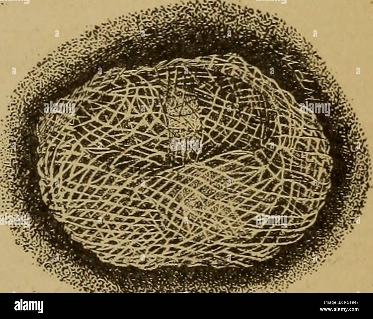 . Bulletin. Insekten; Schädlinge; Entomologie; Insekten; Schädlinge; Entomologie. XATUKAL FEINDE. 41. - vorangegangen Grosbeak, Zamelodia melanocephala; rauhe Schwalbe, Stelgidopteryx semripennis; Salbei Thrasher, Oreoscoptesmontanus; Western Robin, Planesticus migratorius propinquus; Rocky Mountain toad, Bufo lentiginosus woodhousi; leopard Frog, Rana pipiens; Salamander, Amblystoma sp. Fungous Feinde. Wenn die größeren Arten Hypera punctata (Abb. 2) wird übermäßig reiche östlich des Mississippi River, Myriaden von diese Larven beobachtet über die oberste Spitze der Schaufeln aufgerollt werden Stockfoto