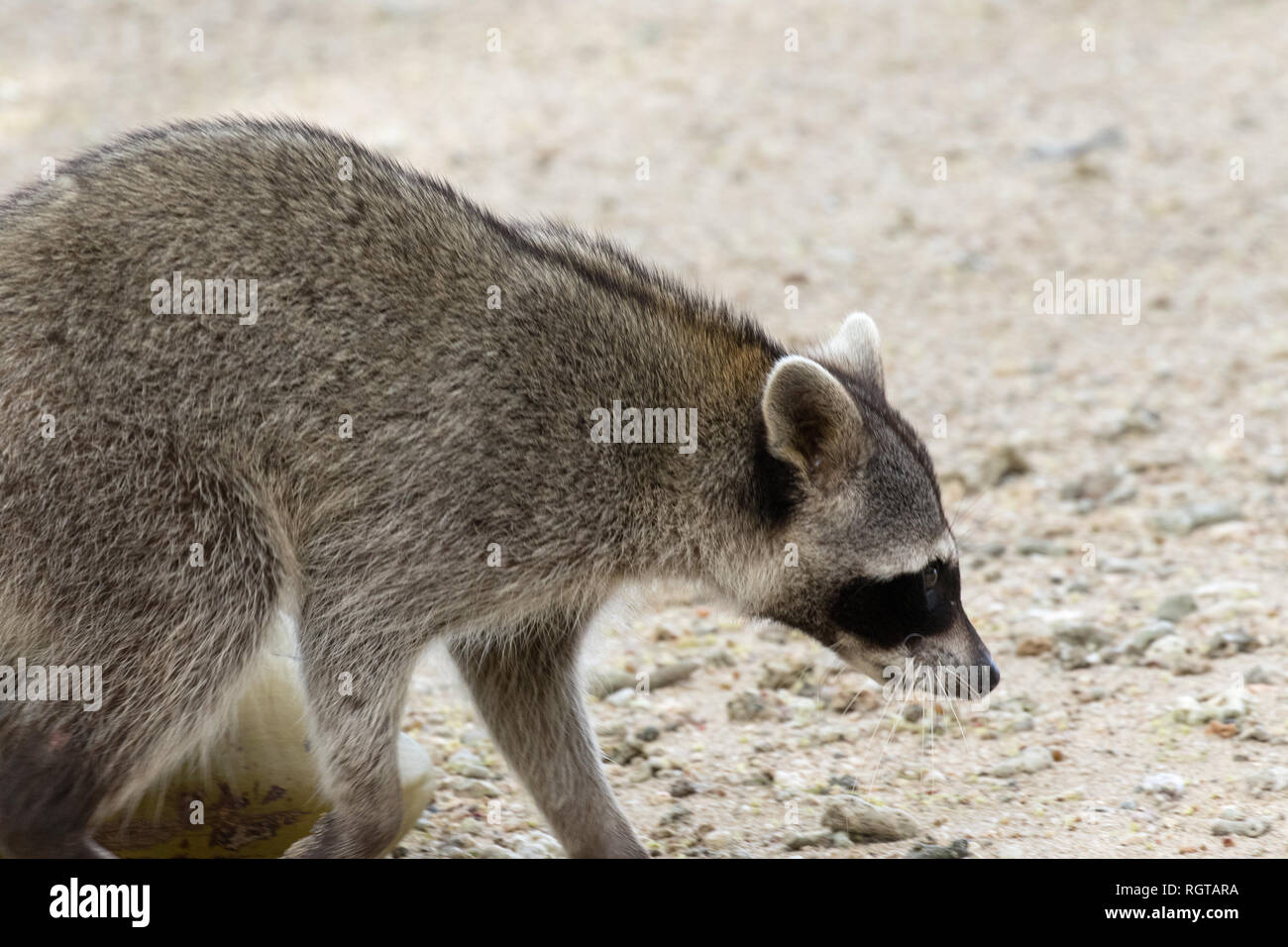 Waschbär (Procyon Lotor) Stockfoto