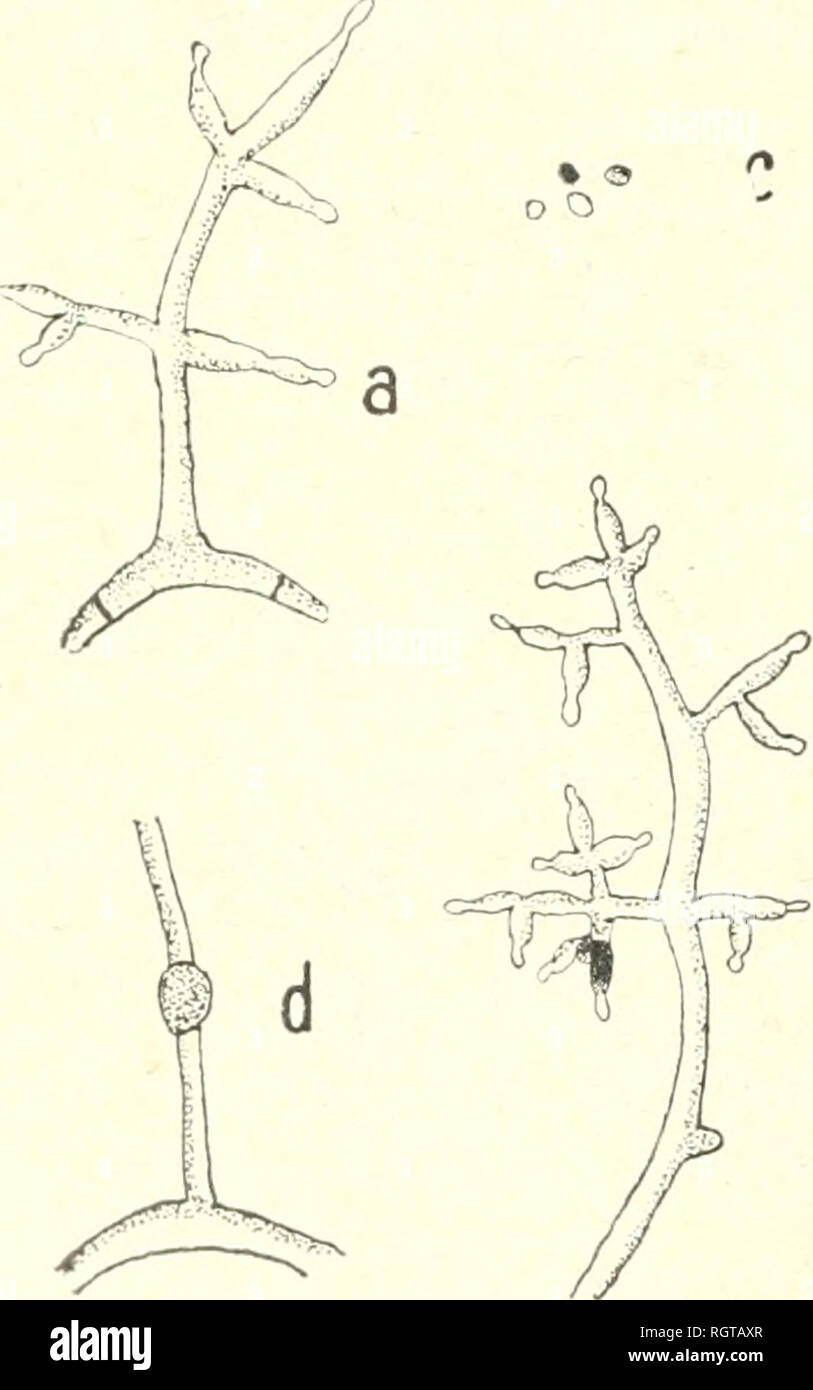 . Bulletin de la Socit botanique de Genve. Pflanzen, Pflanzen-- Schweiz. 2 S: 2 ItlLLKTI. N DK I.A (SOCltlTK l!) Ich habe ein NKjT K Iti: Ich.li.NKV K (^8) AKTION DU VERTICILLIUM CELLULOSE SUR LA CELLULOSE Lösungen Beginn Dekor sagrÃ©gation: Papier à Filtrer Cellulose PurifiÃ © e EINRICHTUNG sagrÃ©gation. 1 2 8 jours 8 jours complÃ¨te coiiiplÃ ¨ le&gt; 'plusrap. qu'av. Sol. Ich faible Faible forte faible Cette ESPÒ ¨ ce Donne une Färbung v(^ Rle; iii niilieii Dr ciiltnrf liquide; cette Färbung est dnc ein Sporen. Verticillium glaucum Bonorden (1851 Handb.-allgeni. iMycologie Seite 07, Abb. 120). (1886 Saccard Stockfoto