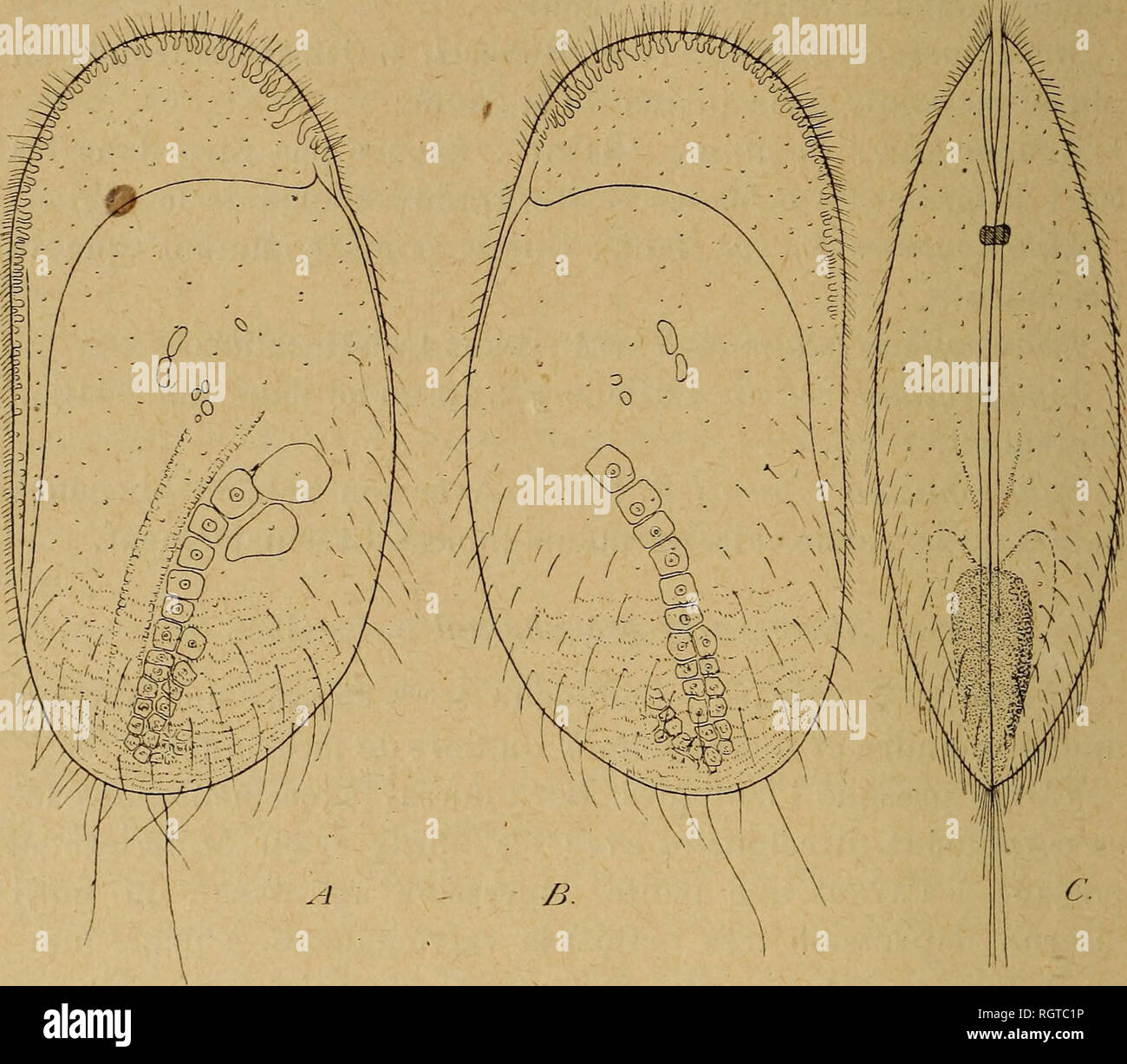 . Bulletin de la SociÃ©tÃ© zoologique de France. Zoologie. 264 SÃANCE DU 8 juillet 1919 vaguement une Ã © caillure. Impressionen musculaires infÃ©rieures constituÃ©es par Deux longues Plaketten ovales longitudinales. Couleur jaune - brunÃ¢tre Clair. RÃ©guliÃ¨rement Antennule attÃ© nuÃ©e, de prÃ¨s d'un demi-Milli-mÃ¨tre de Länge, les Artikel rÃ©pondant Ã la Formule 1&gt;3&gt;2&gt;4&gt;5=6=7, Les soies terminales Dekor passant Le letzte Artikel de plus de la moitiÃ© de la Länge totale de l'antennule.. Abb. 1. Â Stenocypria beauchampi n. sp. A, Ventil gauche x55; B, Ventil droite x55; G, vue Gesicht Stockfoto
