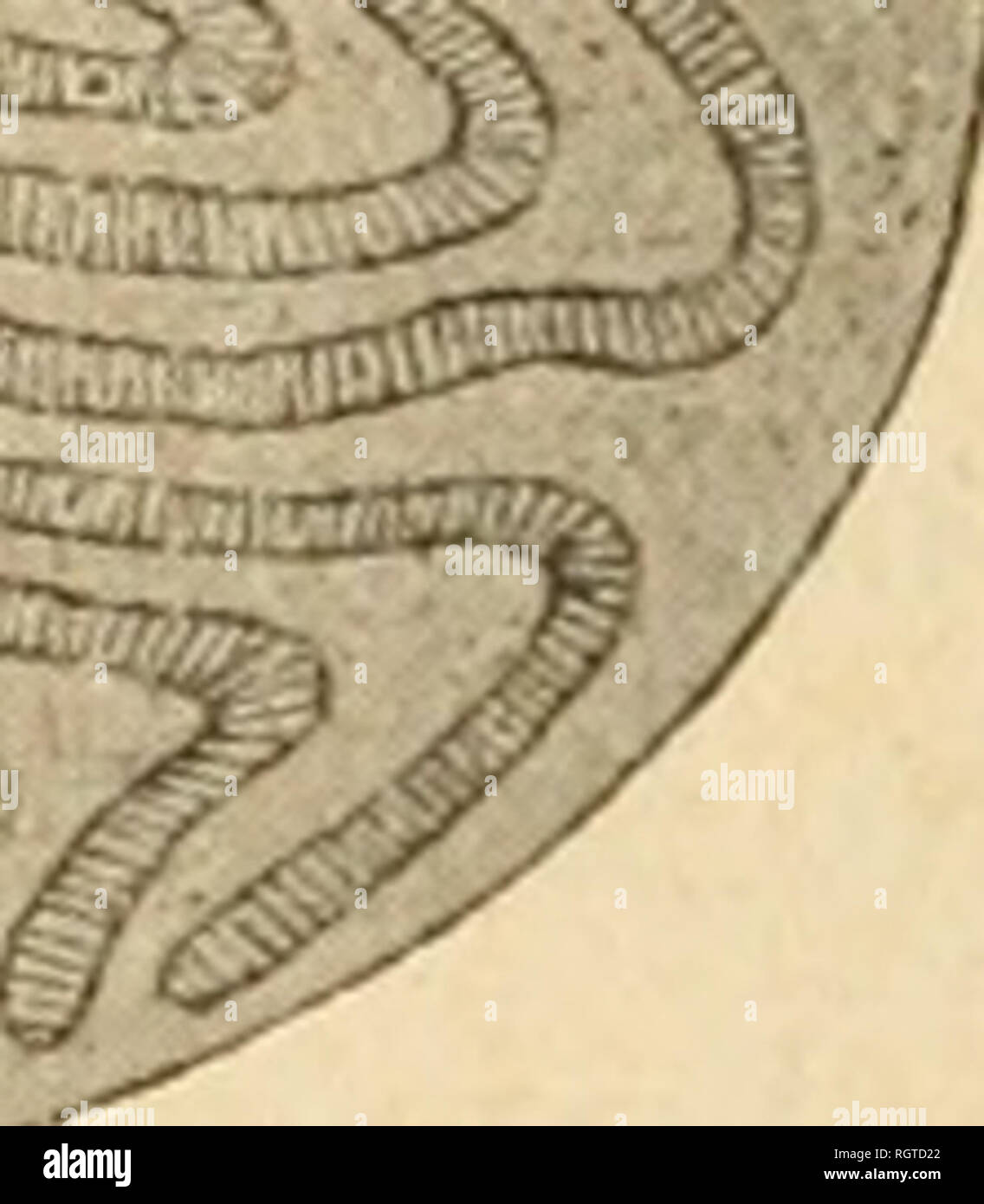 . Bulletin biologique de la France et de la Belgique. Biologie; Natural History. Abb. 17. Â Segment Cà © phalique de la Dove au troisiÃ¨me Stade de Gy-rostigma pavesii Corti.. %J^Fg. 18. Â Plakette stigmatique pos-tÃ©rieure de la Dove au troisiÃ¨me Stade de GyrostigmapavesHGoRTi (d'Après-ski Enderlein). X 10. Gros replizieren stigmatique externe, trÃ¨s Saillant et nicht divisÃ © en lÃ¨vres; pJus à l'intÃ©rieur se trouve Le replizieren stigmatique Internierten, nettement divisÃ © en deux lÃ¨vres qui peuvent se refermer l'une contre l'autre et alors Presque recouvrent complÃ¨tement les Plaques stigmatiques; la lÃ¨vre Stockfoto