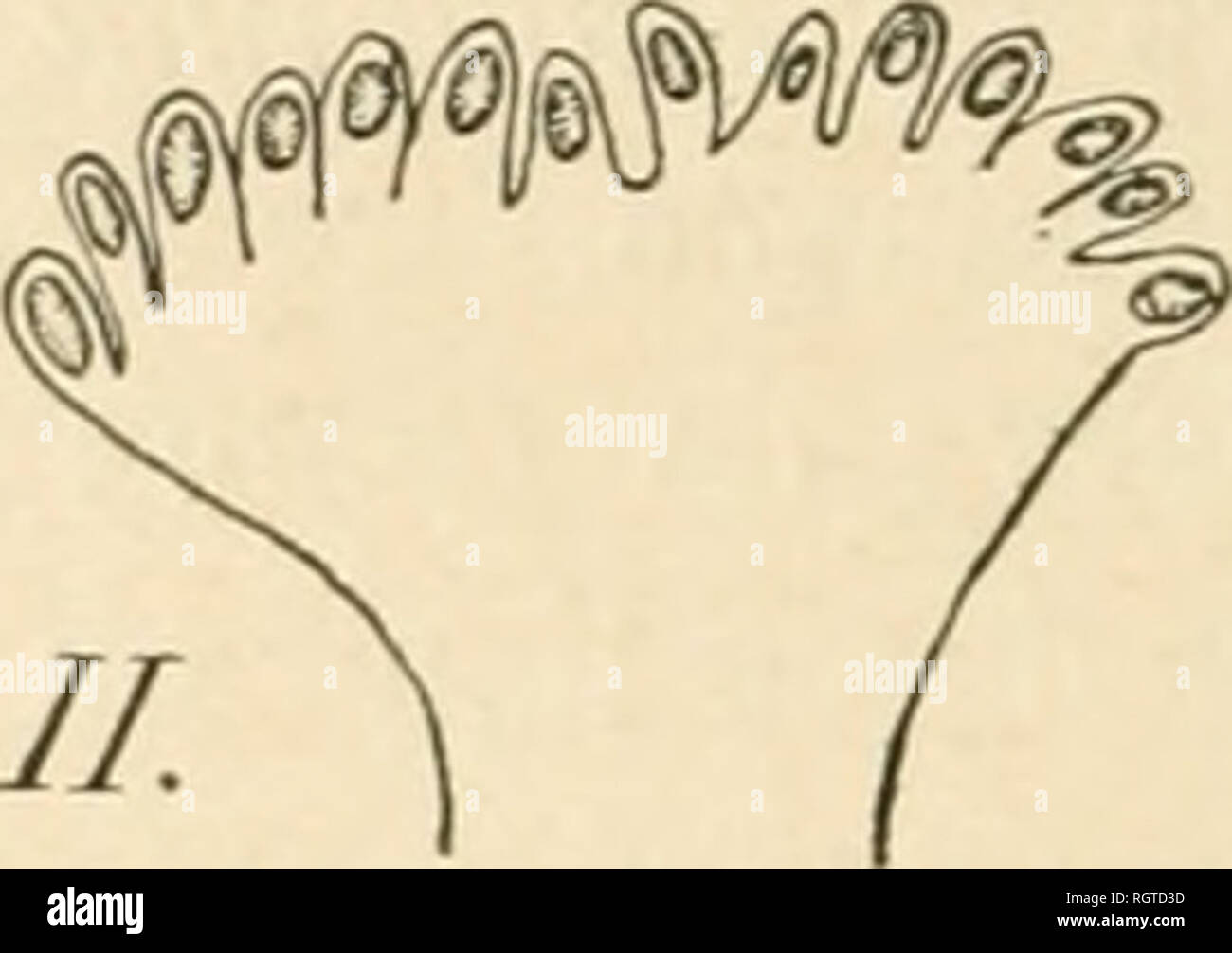 . Bulletin biologique de la France et de la Belgique. Biologie; Natural History. /. ///PiG. c. Â I. Les Plaques chitineuses d de la Abbildung B. et les Dekor Schwänze de la Papille c X 733; II. Stigmates prothoraciques de la Dove de Pegomyia trinihenu X285; III. Sommet d'une Papille stigmatique x1000. L'Anker buccale est formÃ©e de Trois Parteien principales: 1 "Cro-chets mandibulaires; 2° Piétrasanta ¨ ce en H et 3" piétrasanta ¨ ce basilaire. Les häkelt mandibulaires prÃ© sentent deux Pointes: antÃ © rieure et postÃ © rieure; Le bord ventralen de ces häkelt est finement dentÃ©, La Piétrasanta ¨ ce en H est articulÃ © Stockfoto