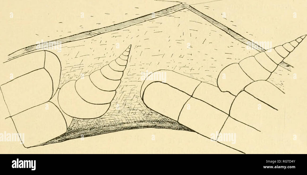 . Bulletin biologique de la France et de la Belgique. Biologie; Natural History. I. ADAin" ATIOX DES CiASTROPODKS AIT PARASITISME. 83 normale de ces Piétrasanta ¨ ces calcaires. Auf ne peut Première ¨ re Tun expliquer que cette Fassade § l'Fehlen de quelques Plaketten marginales vers l'inser -. Abb. 65. Â Deux EulÃ¹na equesiris fixÃ © es. sur un Stellaster et ayant provoquÃ © Tatrophie crun-Cei-tain Nombre de Plaketten marginales. tion des Eitlinia. L'Ã©rosion qu'aurait Pu provoquer le GastÃ © ropoile serait * Ã©tendue et Il n'est pas möglich de soutenir l'hypo-thÃ¨se que le Parasit fixÃ © sur un Stdlaster Dekor Jörg Dekor velop Stockfoto