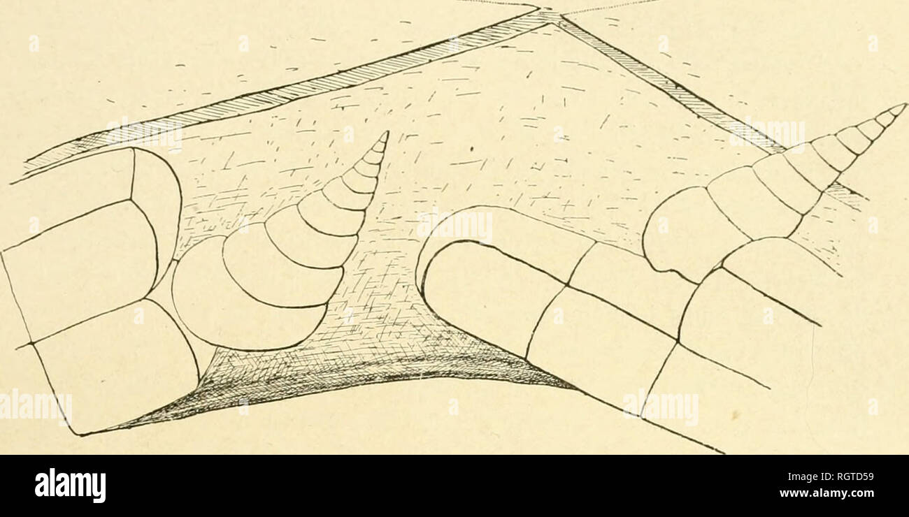 . Bulletin biologique de la France et de la Belgique. Biologie; Natural History. L-Adaption DES GASTROPODKS AU PARASITISME. 83 normale tut ces Piétrasanta ¨ ces calcaires. Auf ne peut Première ¨ re expliquer ([ue de celte Fassade § l'Fehlen de qucl ([U (Plaques marginales vers l'inser -. Abb. 65. Â Deux EHJiÂ "ia equeslris fixÃ©es sur un SteUasIer et ayant provoquÃ © l'Atrophie d'un certain Nombre de Plaketten marginales. Lion des Enlima. L'Ã©rosion qu'aurait Pu provoquer le GastÃ © ropode serait * Ã©tendue et Il n'est pas möglich de soutenir l'hypo-thÃ¨se que le Parasit fixÃ © sur un Stcllasfe}-Einrichtung Jörg Dekor veloppÃ© Stockfoto