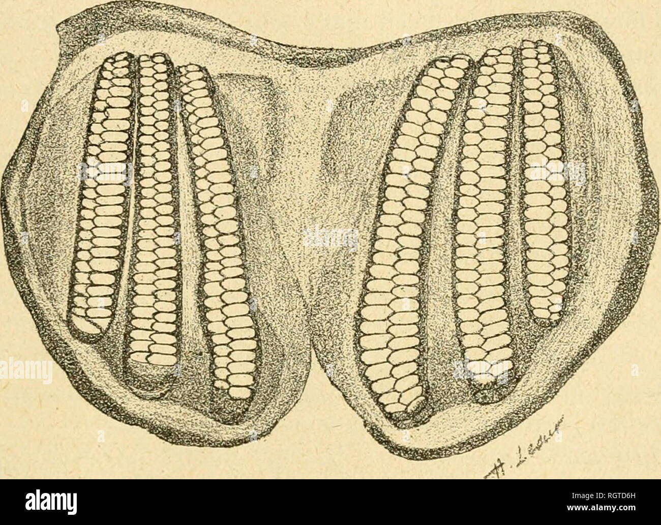 . Bulletin biologique de la France et de la Belgique. Biologie; Natural History. KTUDE HlQUl MUNOGUAl'!; DKS 1) [l'I'KRKS l'AUASITKS DE L Al-lQUE werde 401 saillante et terminÃ©e par deux protubÃ © rances coniques. La lÃ¨vre dorsale externe peut se Fermer contre la lÃ¨vre ventrale Internierten, de Fassade § auf Ã cacher presque complÃ¨tement les Plaques stigmatiques. Le replizieren stigmatique interne se relie Au bord de Plaketten, Après-ski avoir formÃ© Tout autour de Celles-ci un trÃ¨s Court, mais Profond s///O&gt;? Annulaire. Les deux Plaketten stigmatiques {Ã"^^. 3) sind contiguÃ "s sur la liffue mÃ©Diane, et leur ensembl Stockfoto