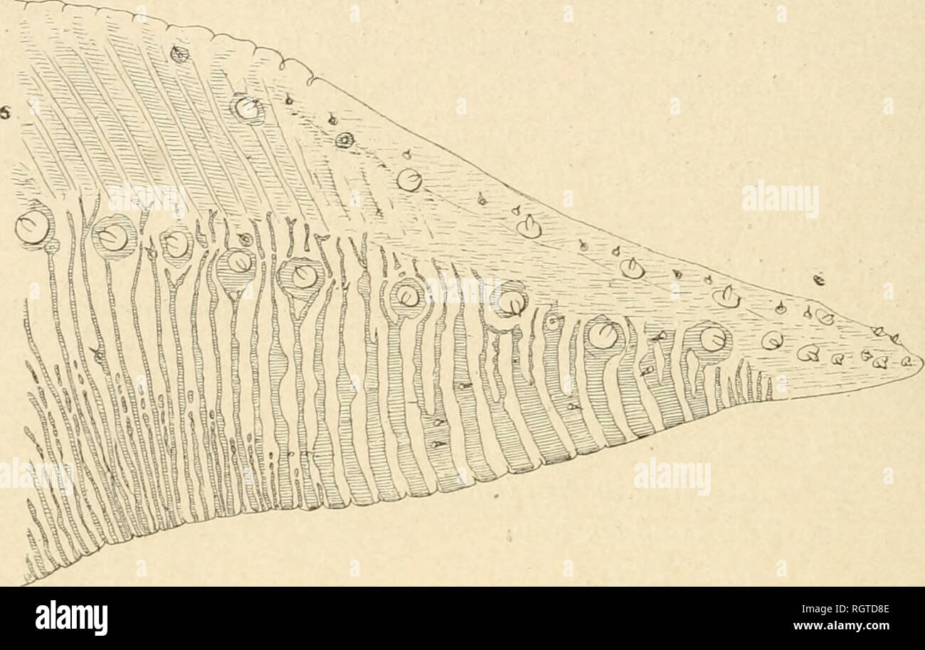 . Bulletin biologique de la France et de la Belgique. Biologie; Natural History. 324 EMILE GUYENOT. Dorsalen ou interne et un rang latÃ©ral ou externe. Le rang interne prÃ©sente 9 à 10 papilles et le Rang externe-en renferme 28 à 30 pour Chaque maxille. En tout, la Trompe-Porte de 70 à 80 papilles.. Abb. 56. Â© mitÃ ExtrÃ©e de la maxille de AcJieronlia airopos Lin. (G. 58). Tandis que chez les Schwärmer à Grandes trompes ces papilles sind toujours trÃ¨s Ã©loignÃ© es les unes des aulres, chez Achcrontia atrojios Lin. Elles sind Au contraire trÃ¨s rapprochÃ © es. Les choses se sentent prÃ© donc comme si Stockfoto
