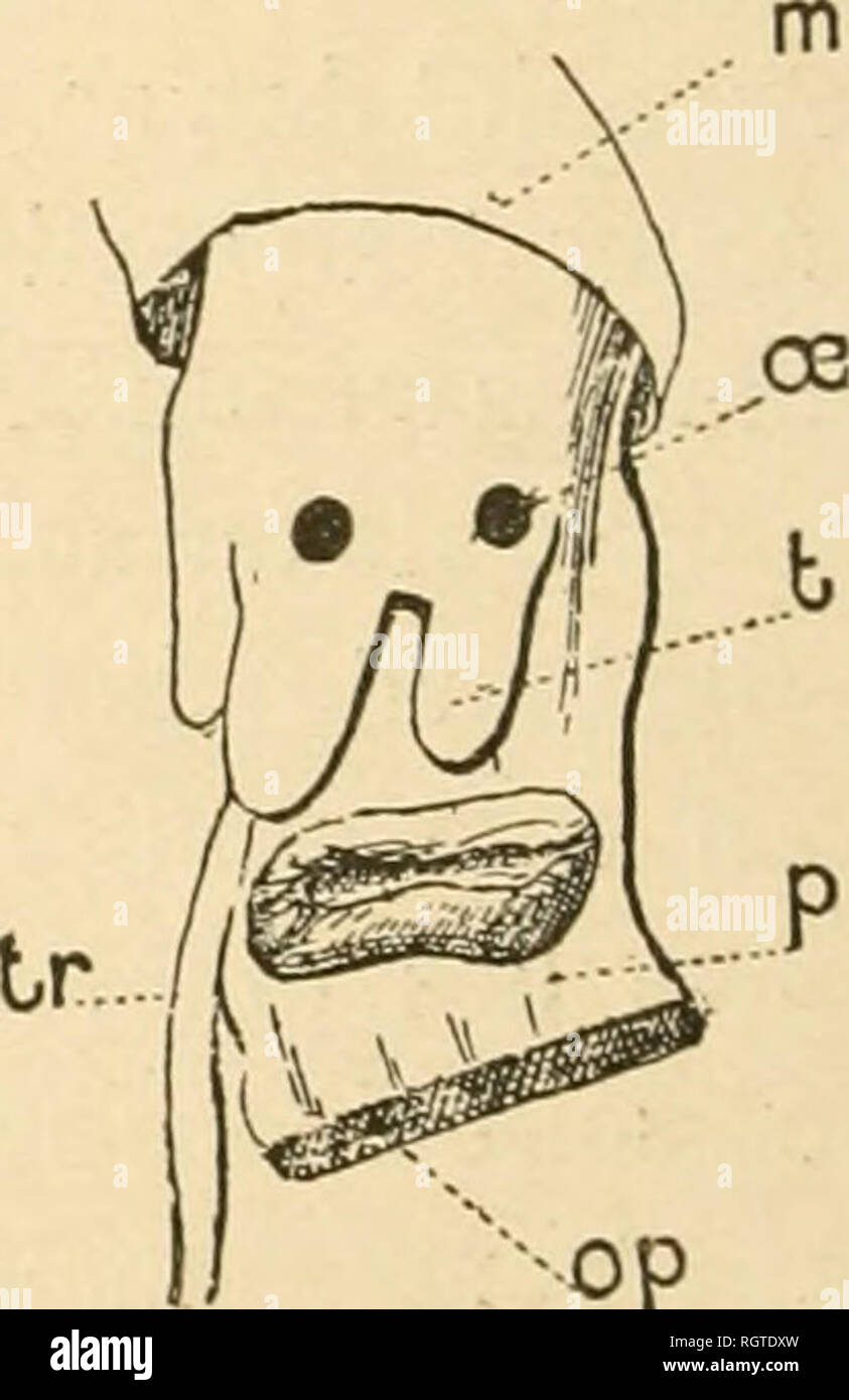. Bulletin biologique de la France et de la Belgique. Biologie; Natural History. Abb. 13. Â EuJima equeslris dont la Trompe-s'insinue Entre deux Plaketten margi- nales et ankommen Jusqu'au voisinage de la glande gÃ©nitale {g) du Stellaster. s'ouvre- dans la rÃ©gion postÃ©rieure de la cavitÃ © pallÃ © Ale. Cet appareil Digestif Ã' E. clistorta pi-Ã©sente une Grande ressemblance avec Celui d'un Mer/a Demis. Branchie et cÅur se rapportent au Schloss © ma habituel des Prosobranehes. Le systÃ¨me nerveux est trÃ¨s condensÃ©et innerve Des Yeux normaux et des otocystes avec un otolithe. Le Pied est pourvu d'un Ope Stockfoto