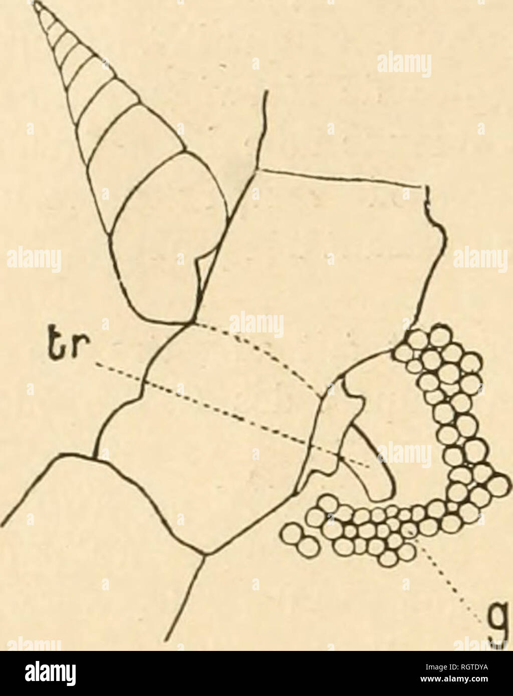 . Bulletin biologique de la France et de la Belgique. Biologie; Natural History. 18 CLEMENT VANEV.. Abb. 13. Â EuJima equeslris dont la Trompe-s'insinue Entre deux Plaketten margi- nales et ankommen Jusqu'au voisinage de la glande gÃ©nitale {g) du Stellaster. s'ouvre- dans la rÃ©gion postÃ©rieure de la cavitÃ © pallÃ © Ale. Cet appareil Digestif Ã' E. clistorta pi-Ã©sente une Grande ressemblance avec Celui d'un Mer/a Demis. Branchie et cÅur se rapportent au Schloss © ma habituel des Prosobranehes. Le systÃ¨me nerveux est trÃ¨s condensÃ©et innerve Des Yeux normaux et des otocystes avec un otolithe. Le Pied Stockfoto