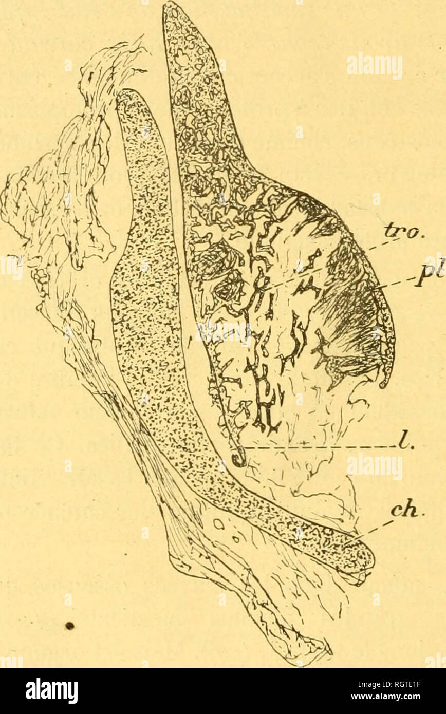 . Bulletin biologique de la France et de la Belgique. Biologie; Natural History. 312 s. STEPHAN. Les Plaques de masticatrices Ghimsera Monstrosa. - Les Deux parois, anlÃ' rieure et postÃ © rieure de cliacune desquelles partent des travÃ©es qui vont s'anastomoser en rÃ©seau, s'amincissent Vers la Base, ou elles prÃ© sentent chacune un Bor. d d'accroissement (Abb. du Texte, 1, L). Examinons la Struktur fein de ce-Bord d'accrois - sement. La paroi qui devient trÃ¨s Mince n'est pas calcifiÃ © e Jusqu'au bout; l'exlrÃ© milÃ © en est à peine colorÃ©e. Elle est revÃªtue de plusieurs Rangs de cellules sclÃ © rob Stockfoto