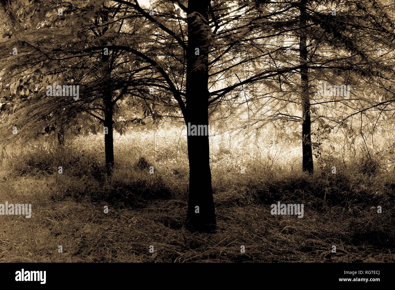 Schöner Blick in eine sepia Schwarzweiß auf einer Wiese unter einem Baum Vordach während einer ruhigen Tau - Morgen an Shelley See Park getränkt in Raleigh, North Carolina. Stockfoto