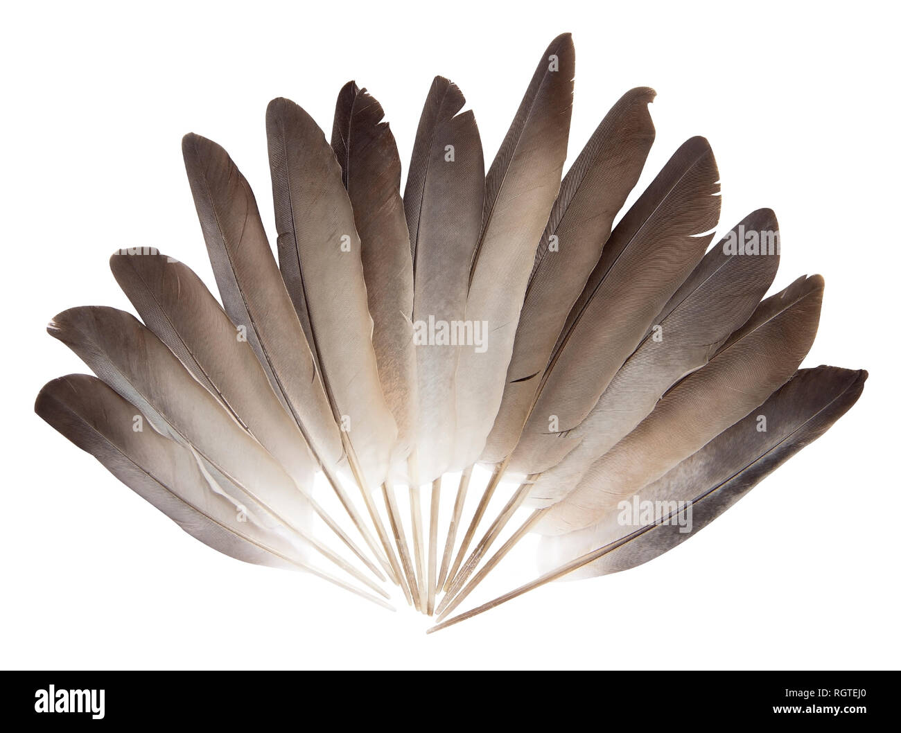 Pigeon feathers auf weißem Hintergrund Stockfoto