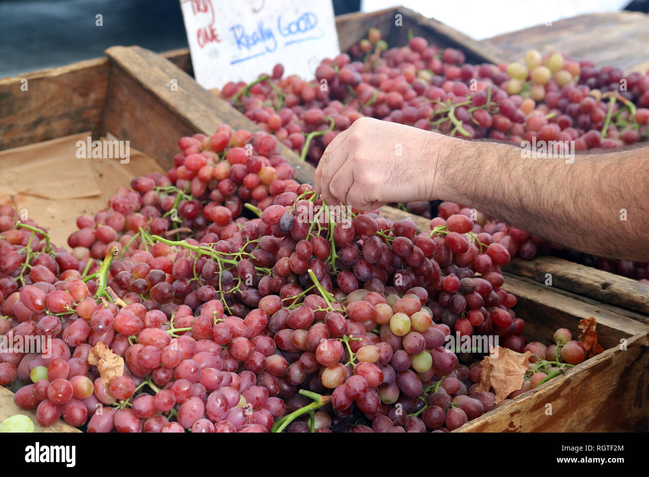 Hand Auswahl von frischen Trauben für den Verkauf am freien Markt Stockfoto