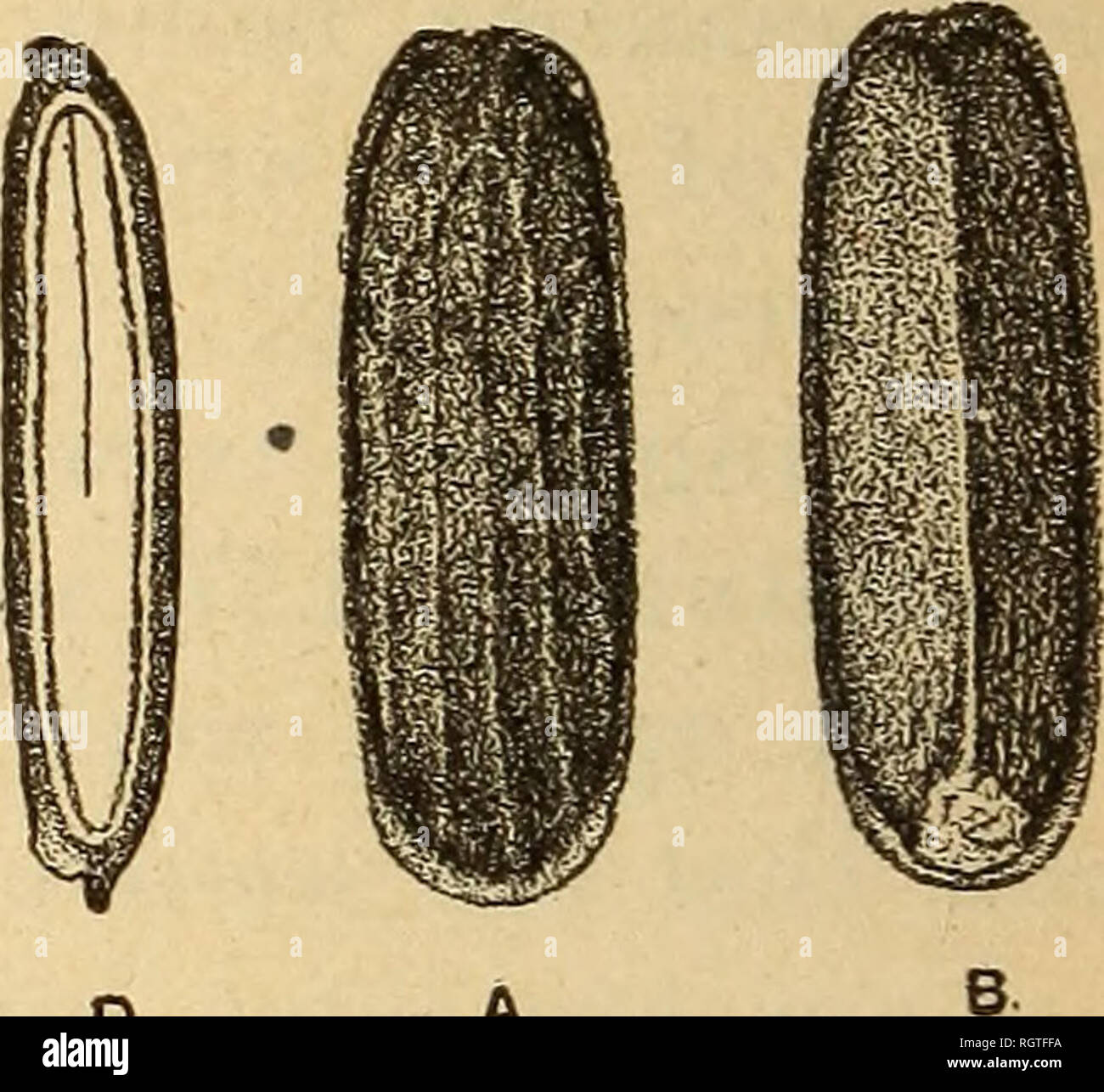 . Bulletin - Biologische Umfrage. Zoologie, Wirtschaftliche. Die mit beeindruckenden Stacheln eingerichtet sind. Dieses Gras ist ein sehr vile Unkraut des südlichen Felder und die Orangenhaine von Florida." Der Samen der anderen Gräsern, einschließlich cockspur Gras (Echinochloa crus-Galli, Abb. 2), Crab grass {Syntherisma sangui-nalis) und verwandter Arten, die bekannten Unkraut, wurden von 31 Redbirds, Hof Gras (Eleusine indica) durch 31 gefüttert, und nicht identifizierte Gräser durch 22. Samen der fast ähnliche Seggen (Carex et al) wurden von 41 Auto - dinals, die von vervians (Verbena hastata, Abb. verschlungen. 3 und V. Urti Stockfoto