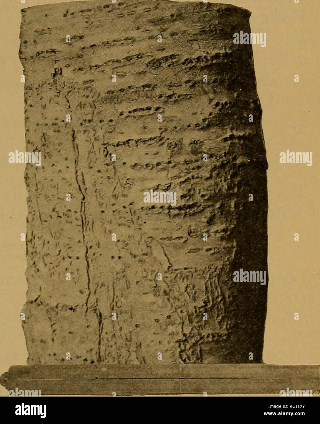 Prunus americana Fotos und Bildmaterial in hoher Auflösung Alamy