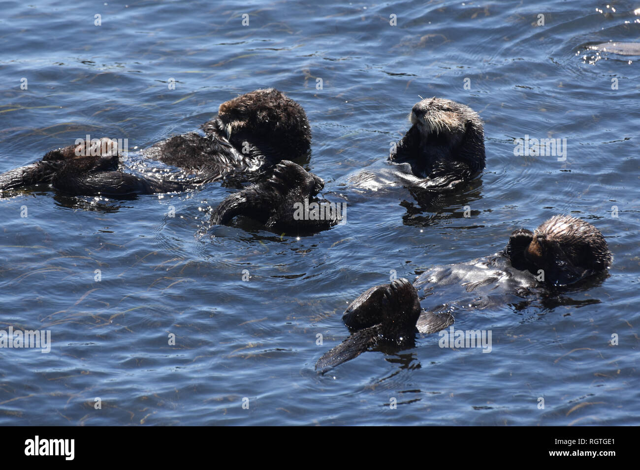 Die Bucht mit einer großen Gruppe von Seeottern zusammen schwimmen. Stockfoto
