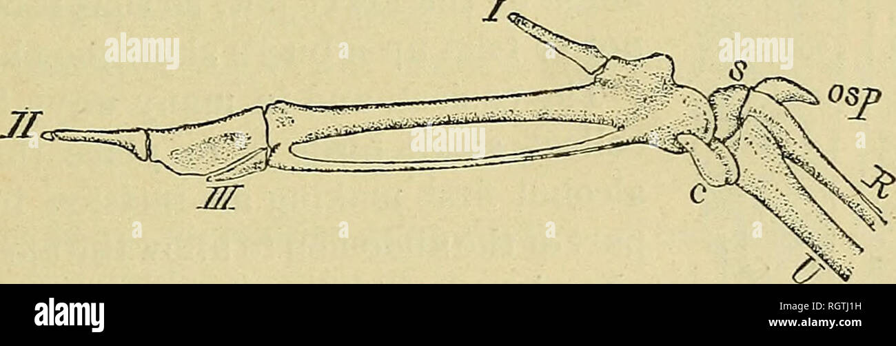 . Bulletin - United States National Museum. Wissenschaft. Abb. 5.- Fiill - sizeil Beckenknochen eines Por-poise (Tursiojis). Vögel. Bei der Vorbereitung einer Vogel für ein Skelett etwas mehr Sorgfalt verwendet werden muss, als dies mit einem Vierbeiner, die Knochen leichter und leichter Schnitt oder gebrochen. Die Flügel in sehr kleinen, spitzen Knochen zu kündigen, und es gibt eine ähnliche Knochen - entsprechend den Daumen der Säugetiere - in einem Büschel von Federn an der Biegung der Flügel versteckt.. Schwein. G.-Teil des rechten Flügels der Great Horned Owl, von unten gesehen. R, Radius; U, TJlna:/, II, III, Erste, Zweite und Dritte weilt; s, Kadialo; c Stockfoto