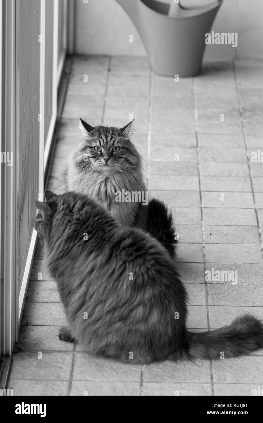 Langhaarige Katzen von Viehbestand in einen Garten, sibirischen Katze Stockfoto