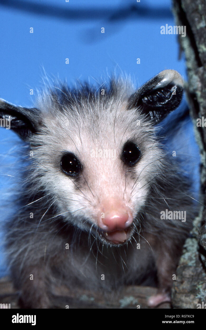 Ein junges Opossum in Missouri, USA, in einem Baum, das lächelt und auf die Kamera blickt Stockfoto