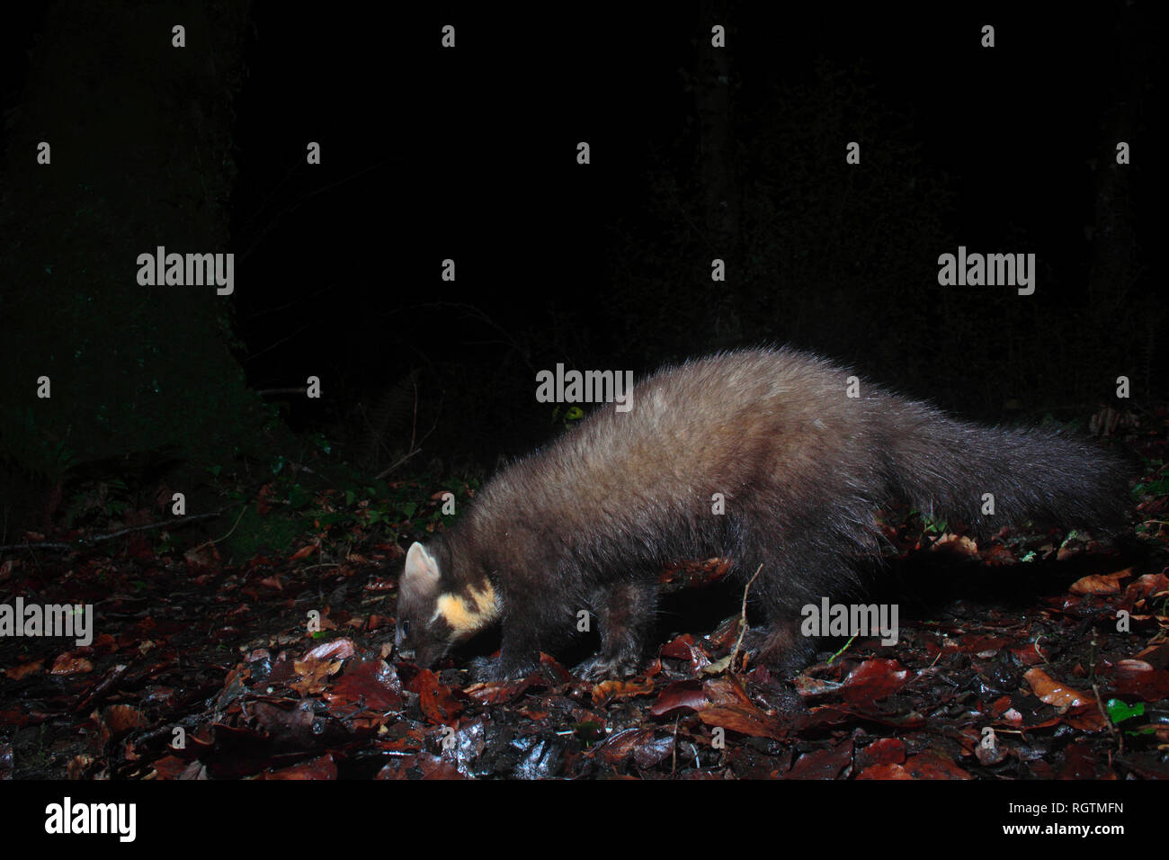 Baummarder Stockfoto