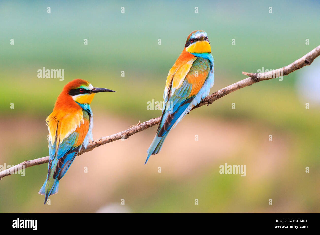 Schöne bunte Vögel sitzen auf einem Ast Stockfoto