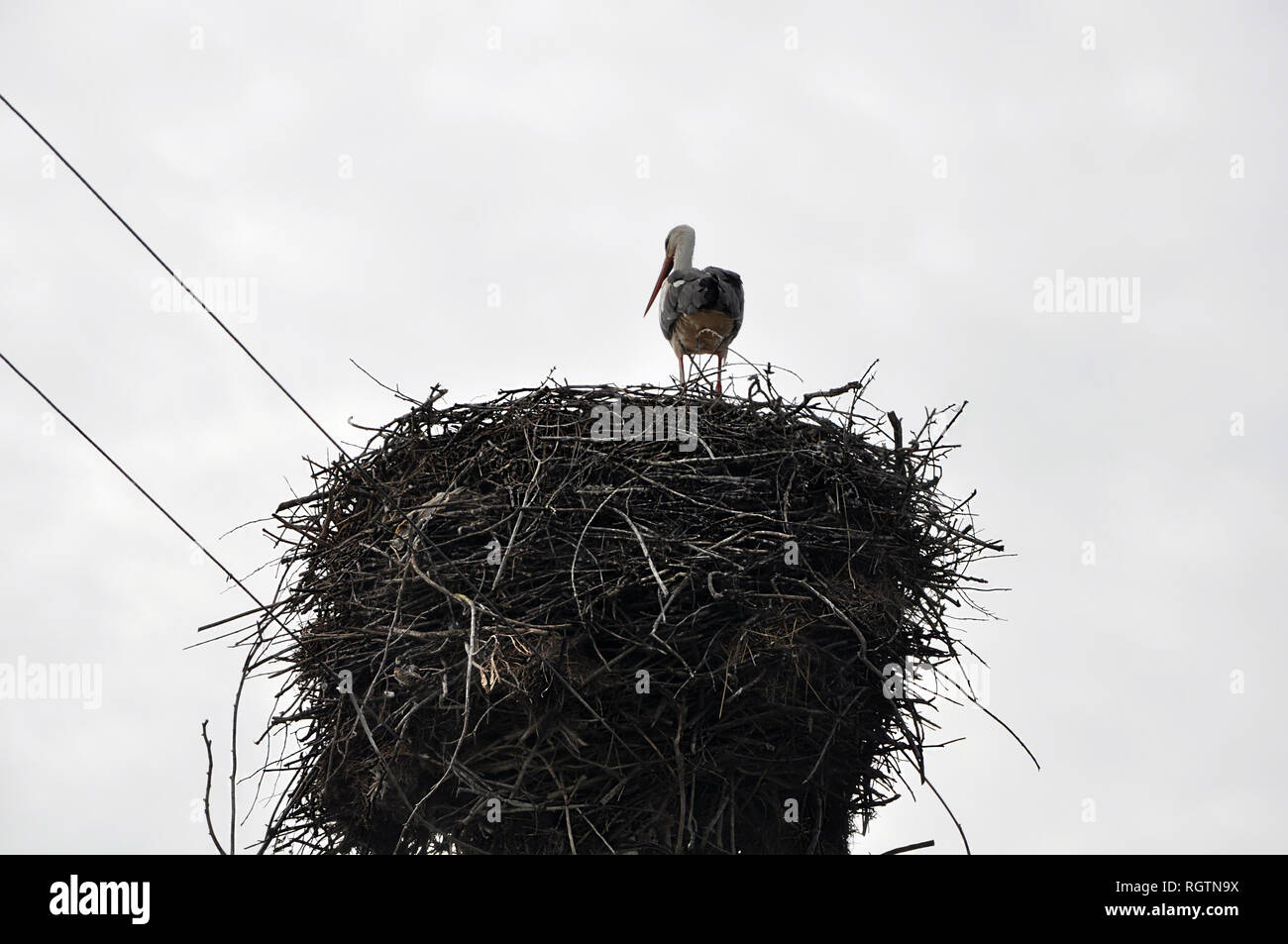 Rückansicht auf dem Storch stehend in ein riesiges Nest an der elektrischen Unterstützung Stockfoto