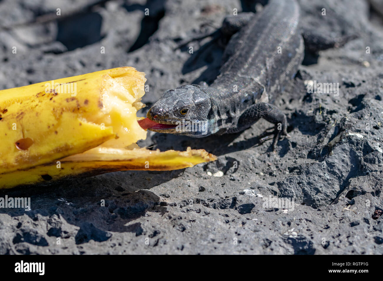 La Palma Lizard (Gallotia galloti Palmae) Essen eine weggeworfene Banane Stockfoto