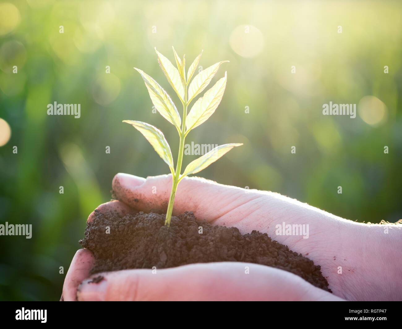 Junge grüne Pflanze in den Händen. Das neue Leben. Ökologiekonzept Stockfoto