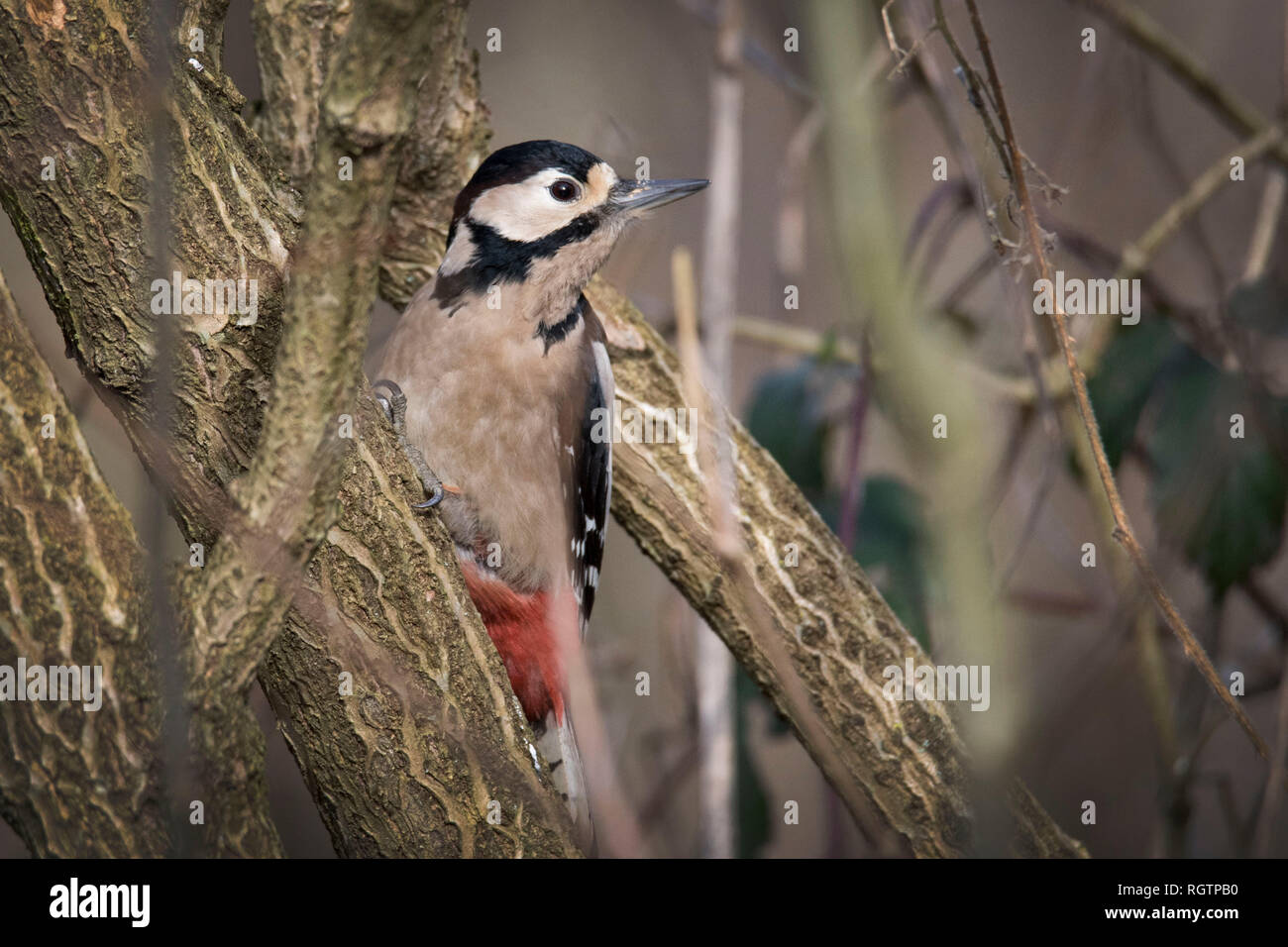 Buntspecht ruht auf Zweig Stockfoto
