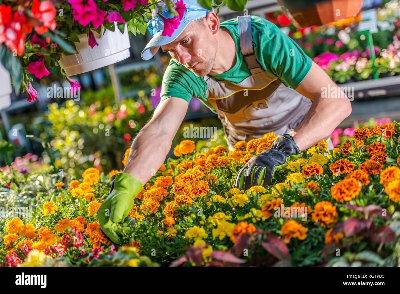 Floristen Großhandel Job. Blumen Geschäft Inhaber Bulk Blumen verkaufen. Frühling Garten Verbesserung Konzept. Stockfoto