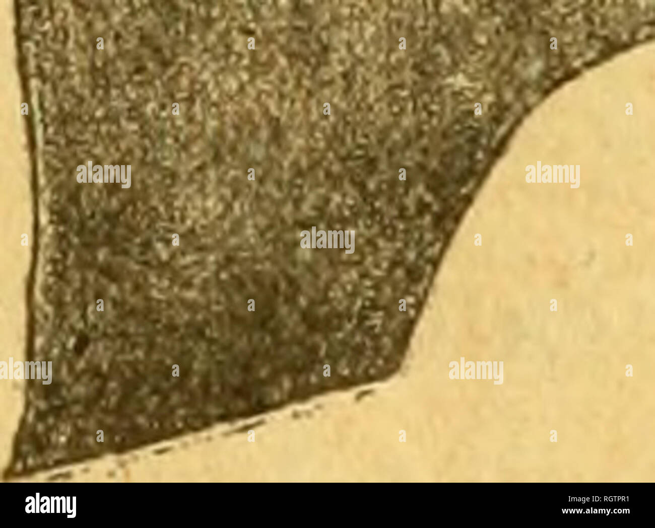 . Bulletin biologique de la France et de la Belgique. Biologie; Natural History. Forschung SUR LES DIPTÃRES PARASITEN 34^d'un crocliet mÃ©Dian beeinträchtigen nicht suffisam montrent les Zahlen- la Forme (tif;. 30, Rt, h). Dans sa jiartie postÃ © rieure oÃ¹ Elle s'Ã©largit brusquement, La Baguette mÃ©Diane est divisÃ © e postÃ © - rieurement par une Schnitt assez profonde en deux Plaketten superposÃ©es. Ces Plaketten interne et externe-sÃ©parÃ©es sur leurs bords postÃ © rieurs se fusionnent en avant de laissant de chaque Côté tÃ© une Petite poche latÃ©rale dans laquelle s'insÃ vient © rer l'ex-antÃ mitÃ trÃ © © © r Stockfoto