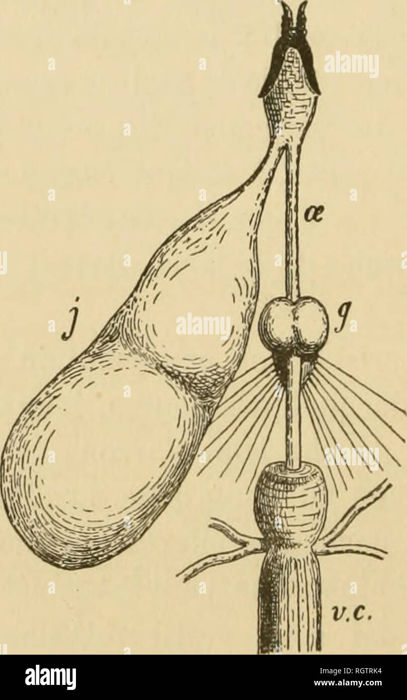 . Bulletin biologique de la France et de la Belgique. Biologie; Natural History. 360 E. GUYENOT. demeure unbeweglich, dresse en l'air Sohn extrÃ©rieure antÃ mitÃ © ©, les Deux ou trois Premiers anneaux Formant un Angle Droit avec Le reste du corps. En temps de mÃªme Geldbußen bulles d'air pÃ©nÃ©Trent dans son Pharynx puis sind injectÃ©es dans le Jabot. Après-ski un Instant de Repos, l'Tier wieder jusqu'à ce que son Jabot soit complÃ¨tement rempli d'air. Si nous l'expulsons alors de Sohn asile, la Dove AllÃ© gÃ©e Flotte à la Oberfläche, Dekor fiant l'asphyxie. Il semble donc que le Rachen, en augmentant sa Ca Stockfoto