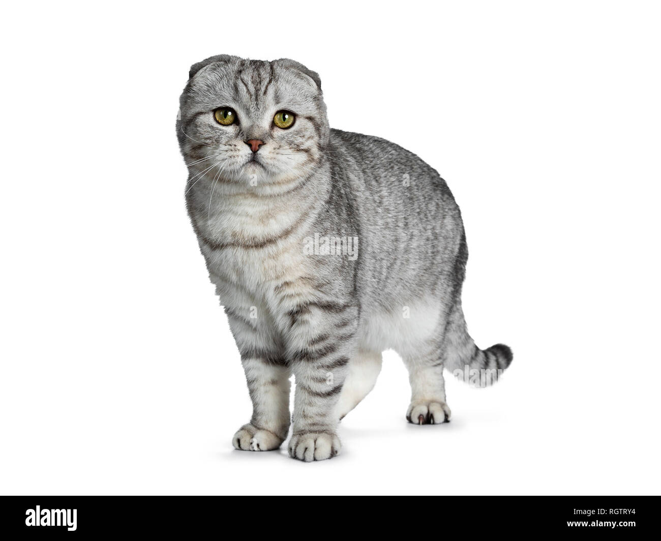 Hübscher Junger Silber Tabby Scottish Fold Katze Kätzchen