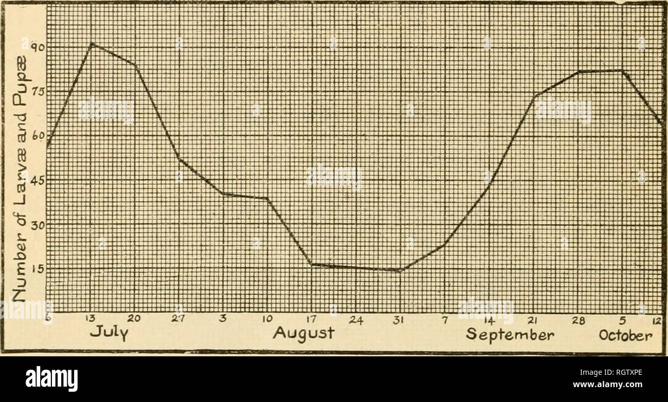 . Bulletin. Insekten; Schädlinge; Entomologie; Insekten; Schädlinge; Entomologie. 164 LAUBBÄUME FKUIT INSEKTEN UND INSEKTIZIDE. Tabelle Wfl.-Band Aufzeichnung für 10 Apfelbäume in San Jose, Kol., 1911. Datum der Sammlung. Anzahl von Larven und Puppen. Dale von Sammlung. Anzahl oflarv; r und Puppen. Juli 6... Juli 13... Juli 20... Juli 27... 12.08.3... 12.08.10.. 12.08.17.. 12.08.24. 12.08.31.. 56 91 84 1 52 1 40 38 16 15 1 1-1 Sept. 7... Sept. 14. Sept. 21. Sept. 28. Okt. 5.... Okt. 12 ... 23 43 73 82 83 64 774 Aus dieser Tabelle und den zugehörigen Schaltplan, Abbildung 38, Es kann beobachtet zwei klar werden. Stockfoto