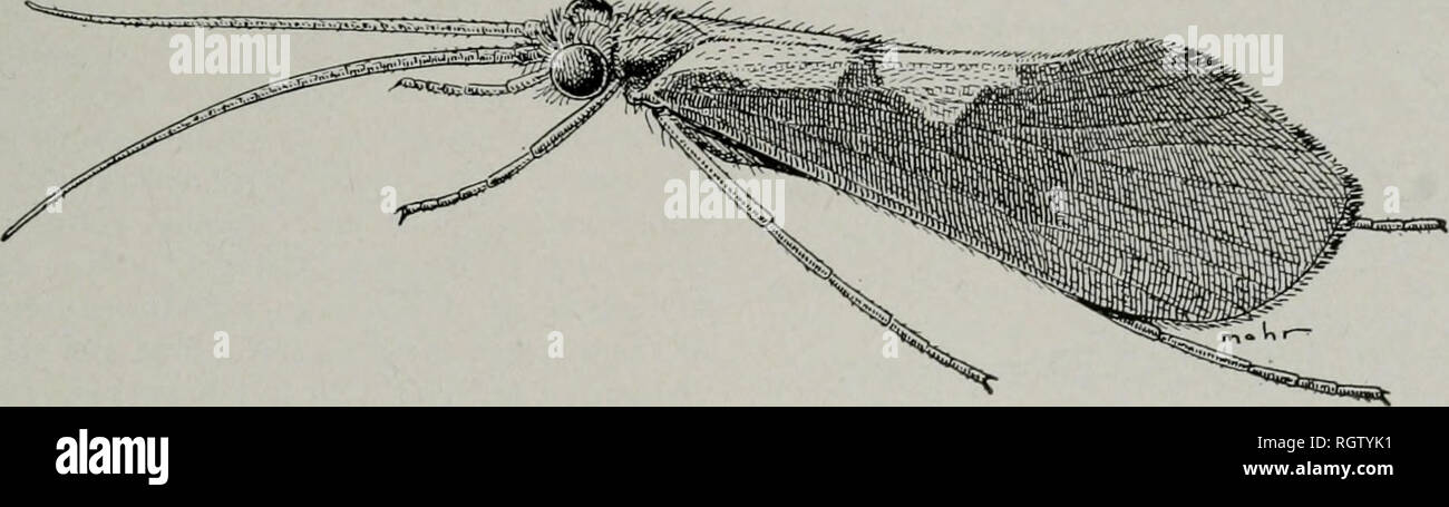 . Bulletin. Natural History; Natural History. August, 1944 Ross: Köcherfliegen von Illinois 205 Oktober 17, 1938, Ross & Amp; Burks, 8 Larven; März 23, 1939, Ross & Amp; Burks, viele lar-vae und Puppen. Spring Grove: Mai 14, 1936, Ross & Amp; Mohr, viele Larven; Juni 12, 1936, Ross & Amp; Burks, viele Larven. Verhungert Rock State Park: April 25, 1933, Gefängnis &Amp; Mohr, 1 Larve. Utica, Split Rock Brook: Feb 1, 1941, Frison, Ries & Amp; Ross, Molanna Molanna Curtis Curtis (1834, S. 214). Genotyp, Natriumdihydrogenphosphat: Molanna angustata Curtis. Apatania Kolenati (1848, S. 75). Genotyp, Natriumdihydrogenphosphat: Phryganea vestita Ze Stockfoto