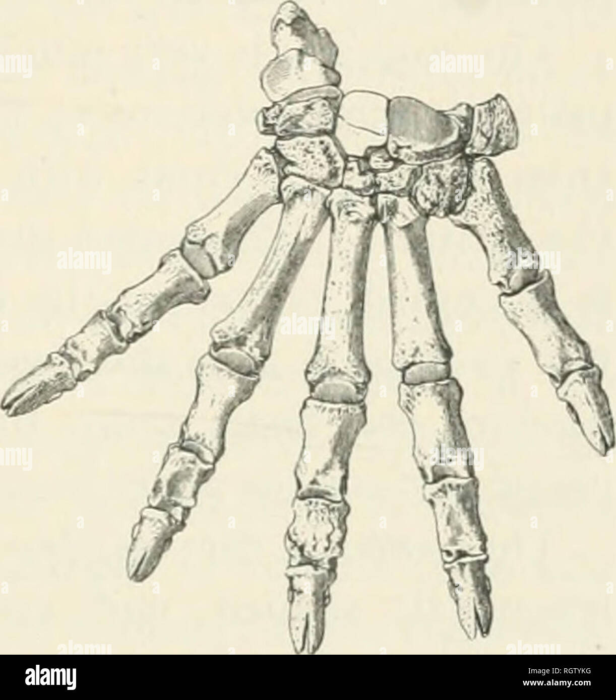 . Bulletin American Museum of Natural History. Natürliche Geschichte; Wissenschaft. Ich 894.] Wortman, Osteologie der Patriofelis. H3 die Bewegungen der Pronation und Supination waren mehr oder weniger begrenzt. Das distale Ende des Knochens ist erheblich erweitert, aber es ist nicht die Tiefe tendinal Sulci, die in der Moderne Fissipedia gesehen werden. In dieser Hinsicht ist es mehr wie die der Seelöwe. Es zeigt auch eine Tendenz in Richtung der distalen Abflachung der Welle, eine Funktion so auffällig im Radius der Seelöwe. Die distale Gelenk Oberfläche ist relativ klein, und keine separaten Facetten für Sc zeigen Stockfoto